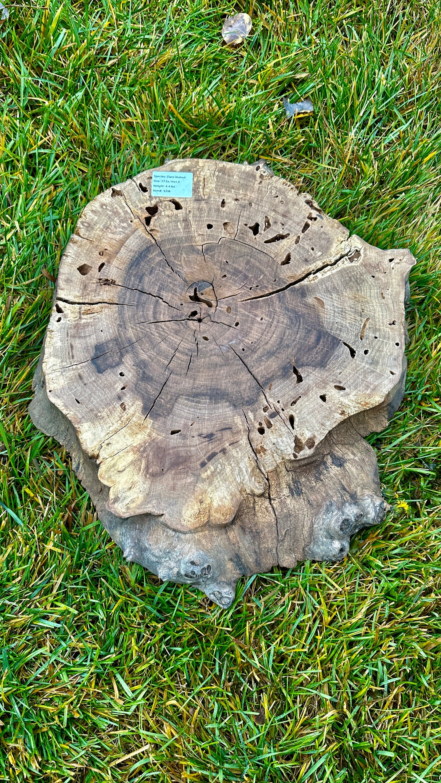 Claro Walnut Burl Small Round #3338