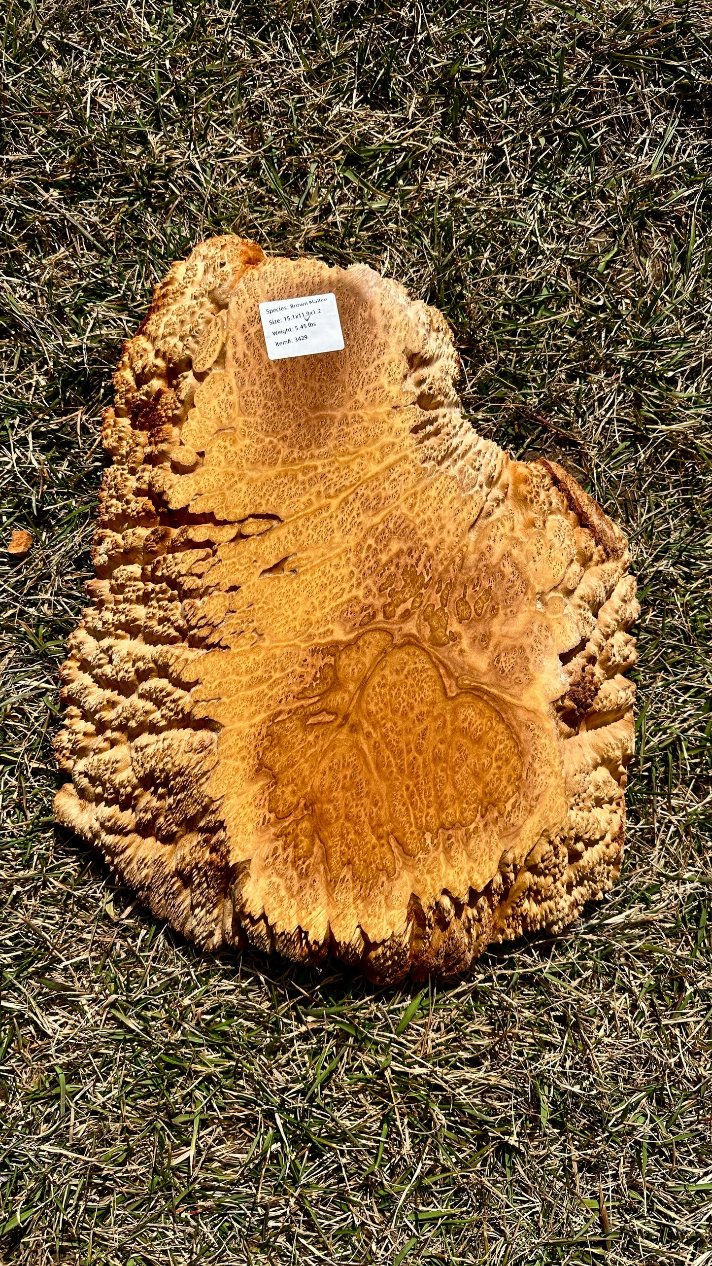 Brown Mallee Burl Small Round #3429