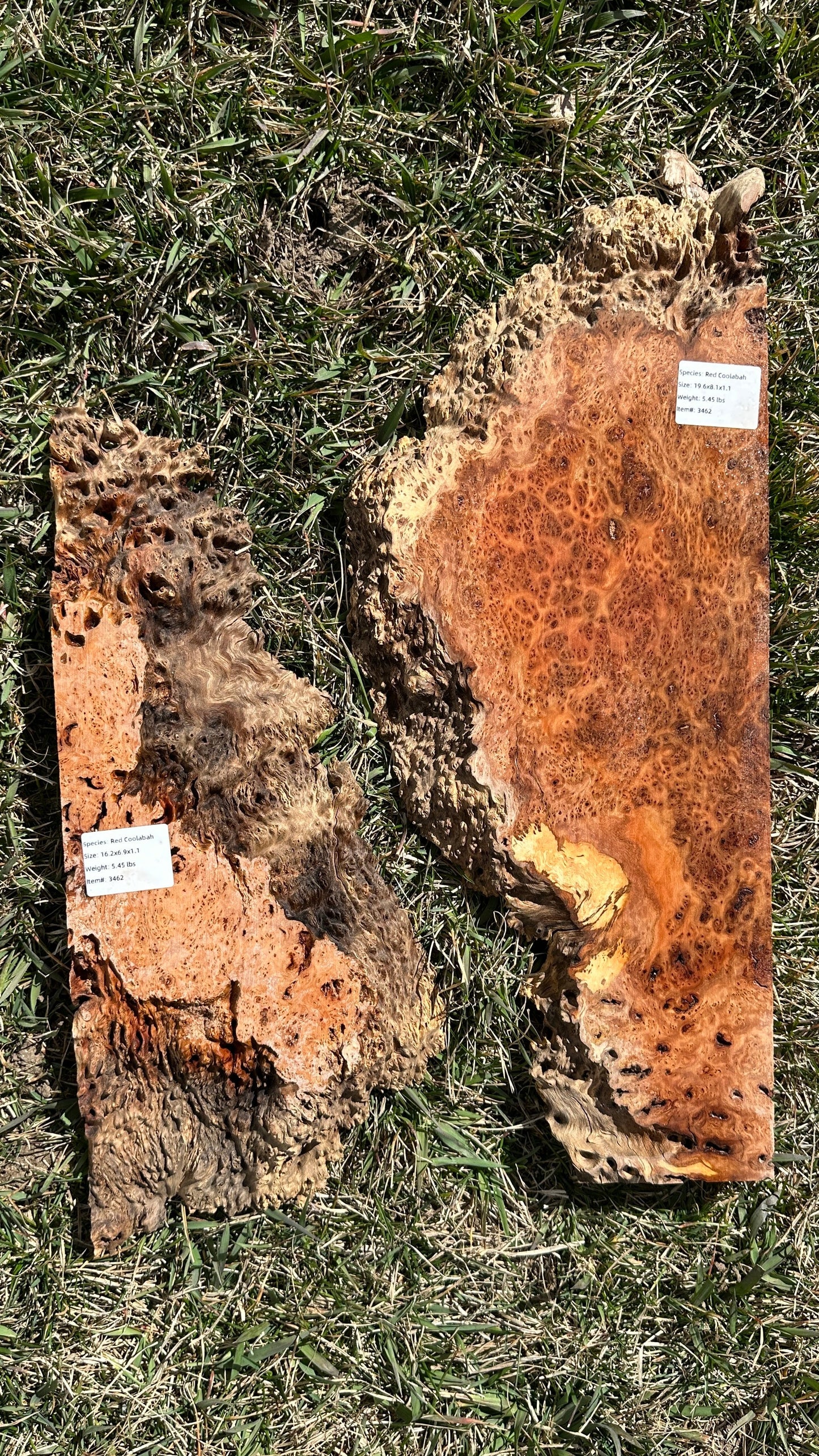 Red Coolabah Burl Set #3462
