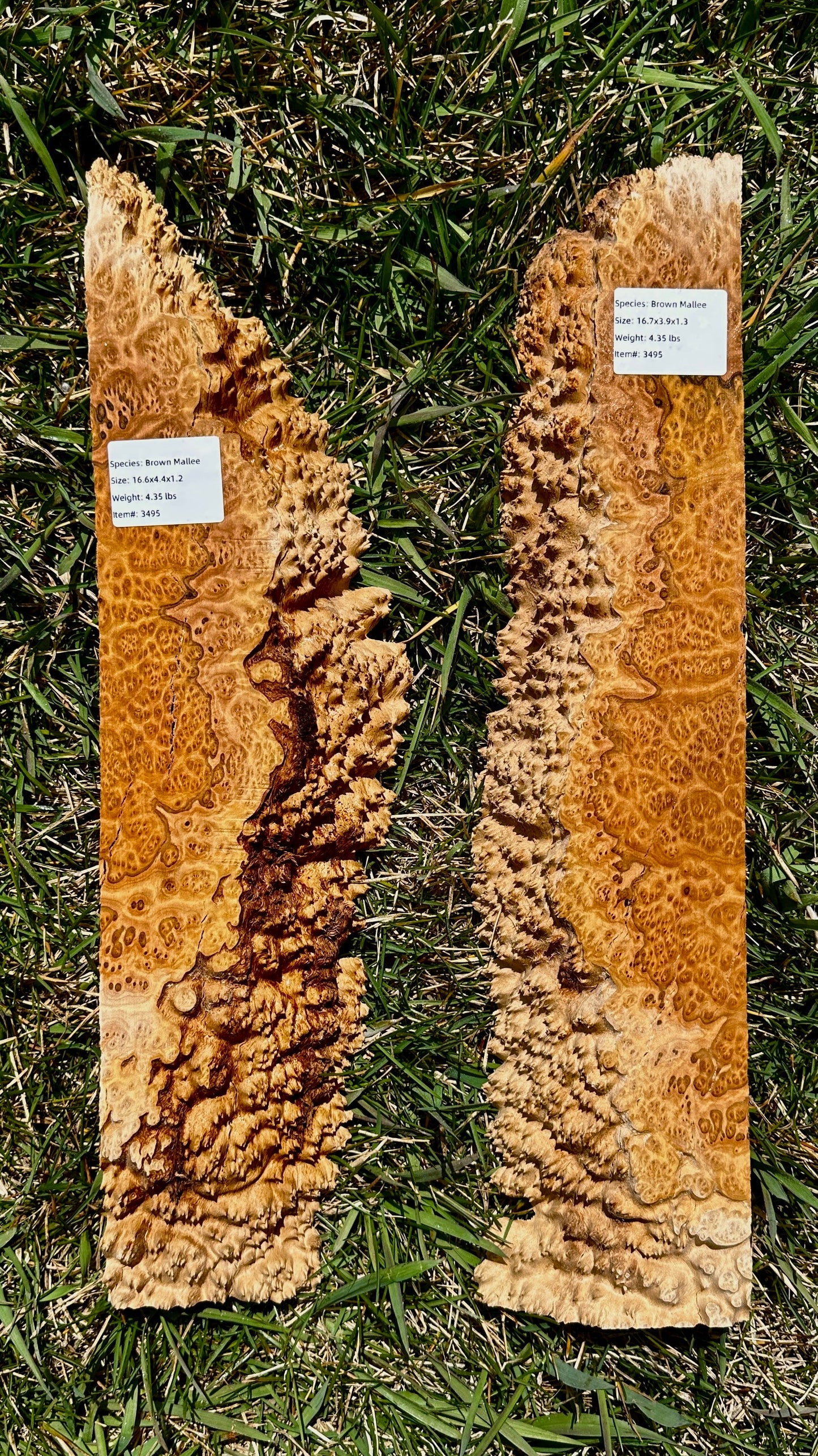 Brown Mallee Burl Set #3495