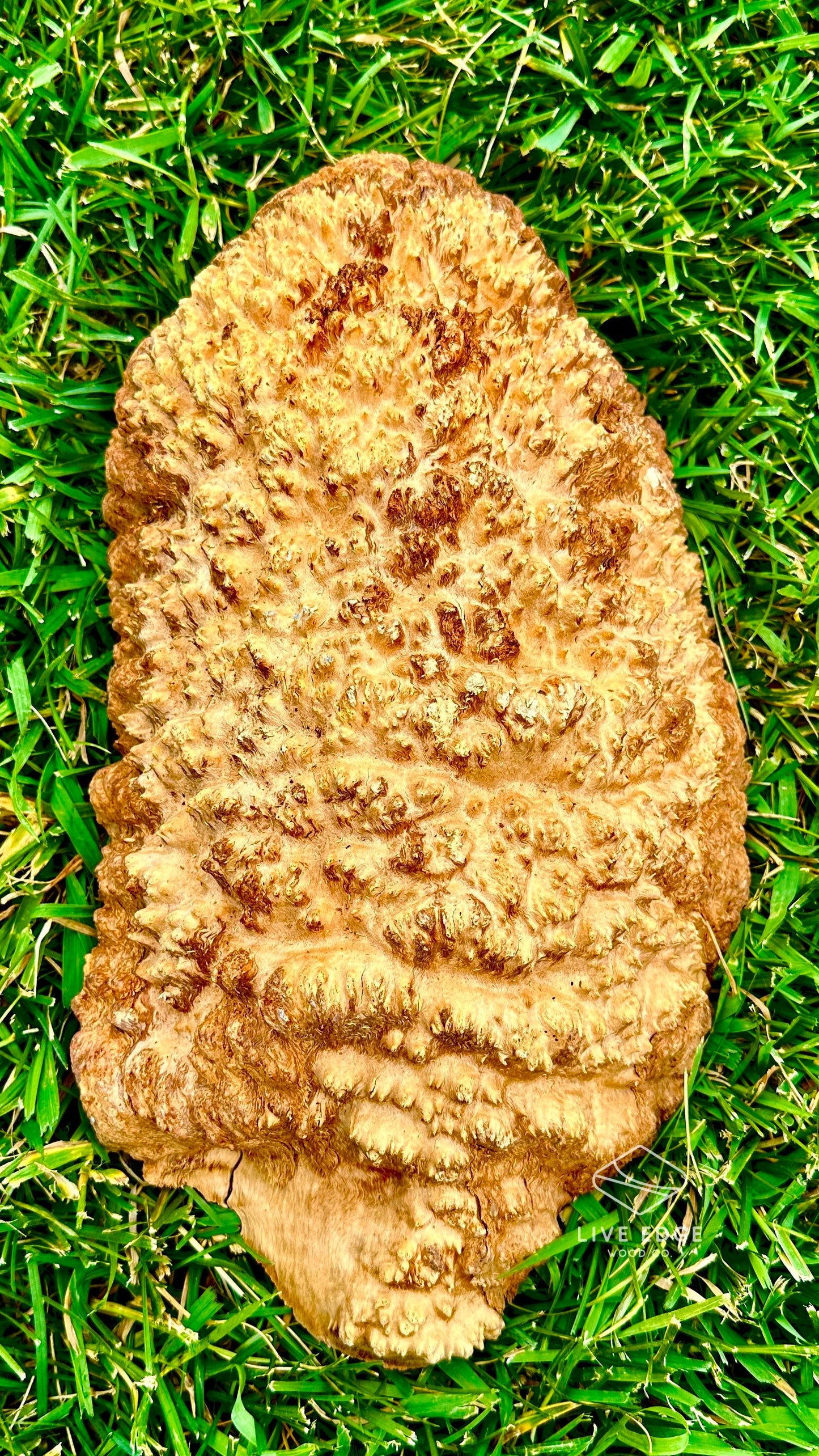 Brown Mallee Burl Cap #3582
