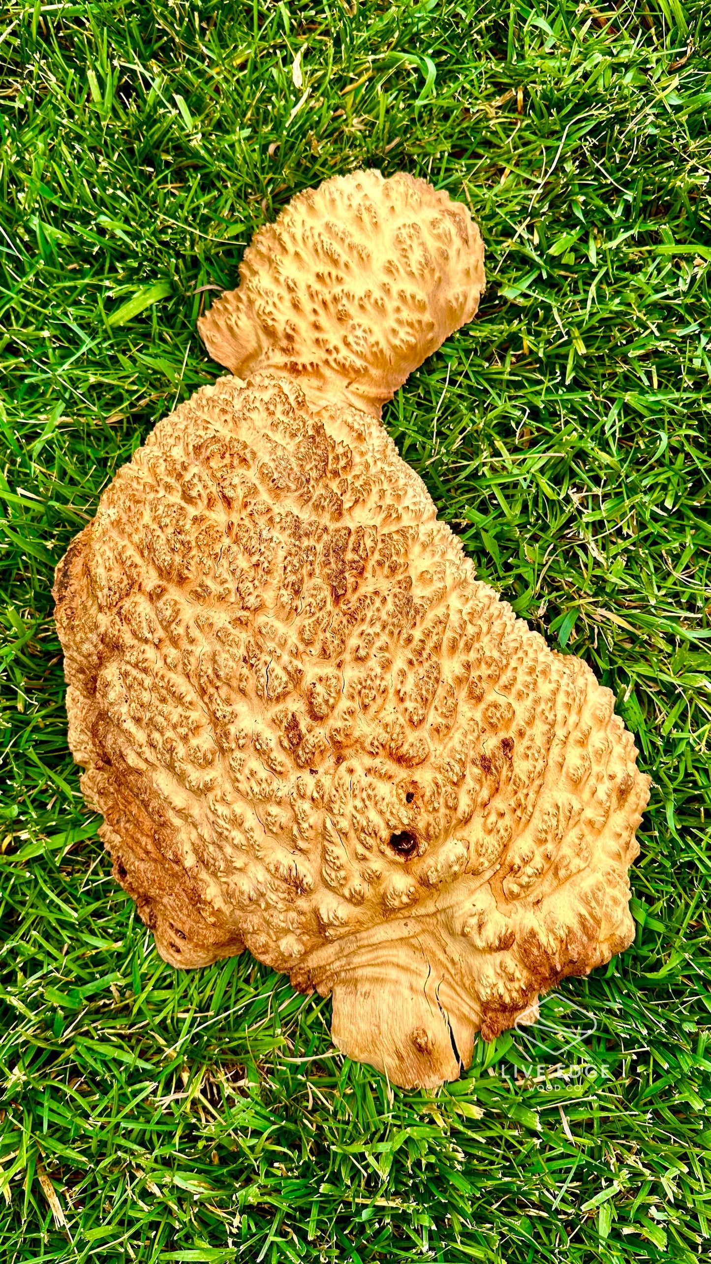 Brown Mallee Burl Cap #3584