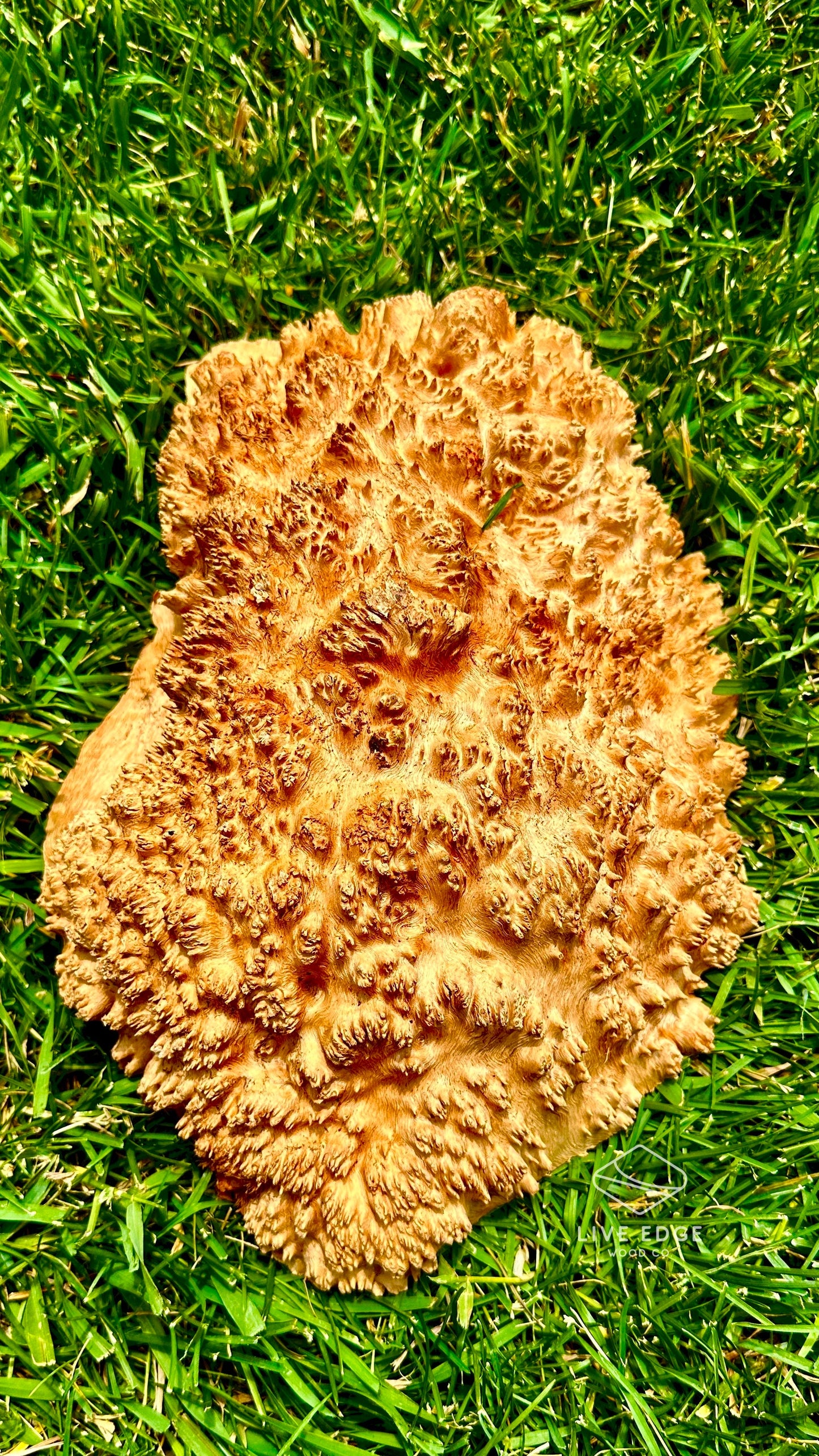 Red Mallee Burl Cap #3600