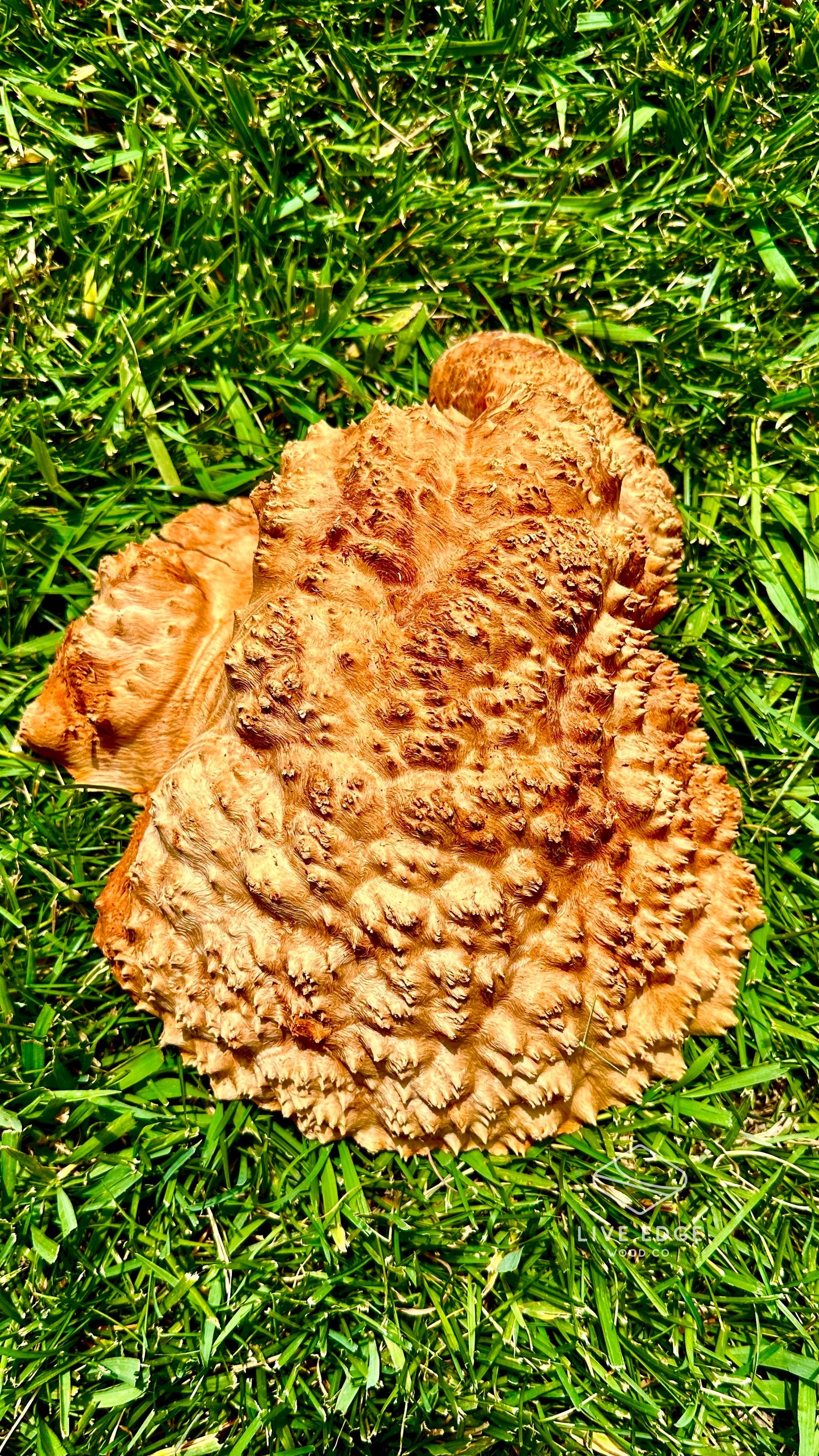 Red Mallee Burl Cap #3606