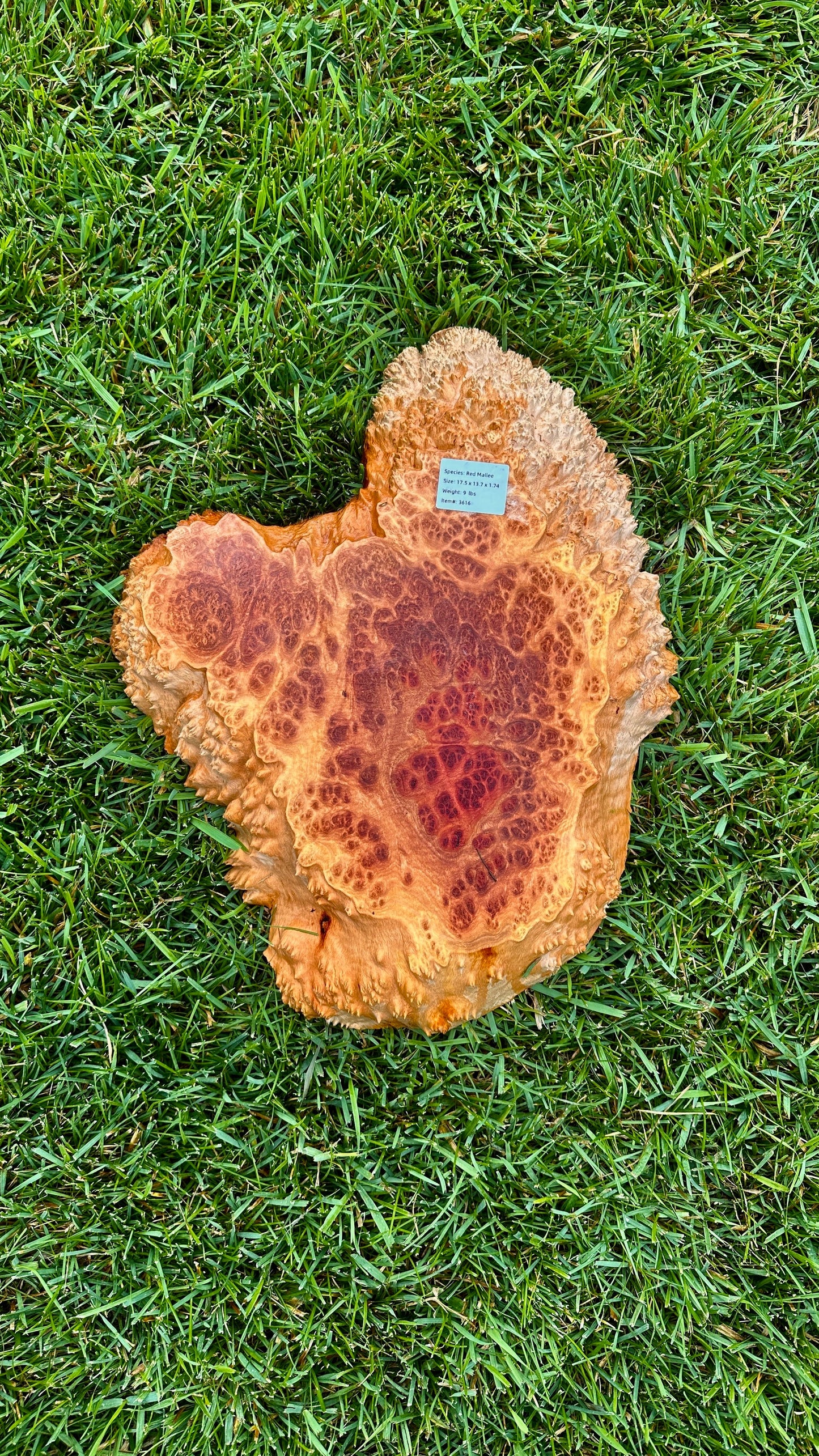 Red Mallee Burl Small Round #3616