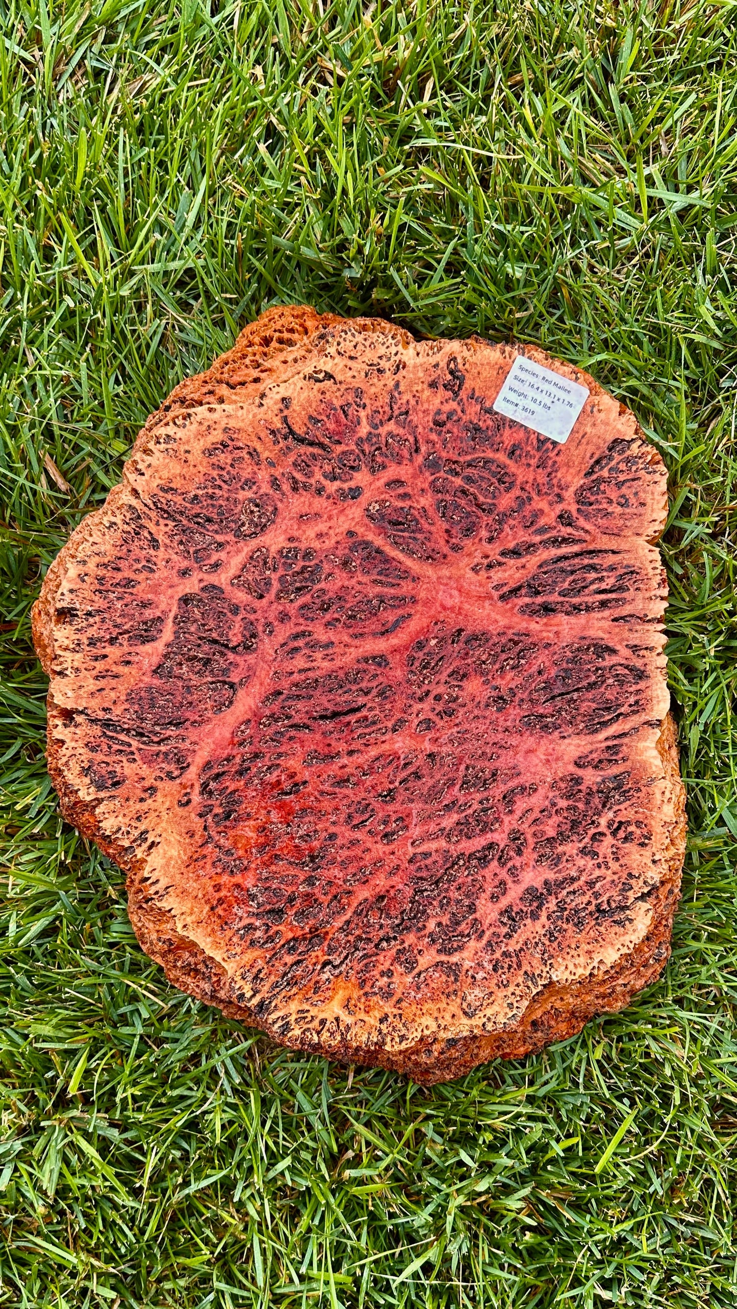 Red Mallee Burl Small Round #3619