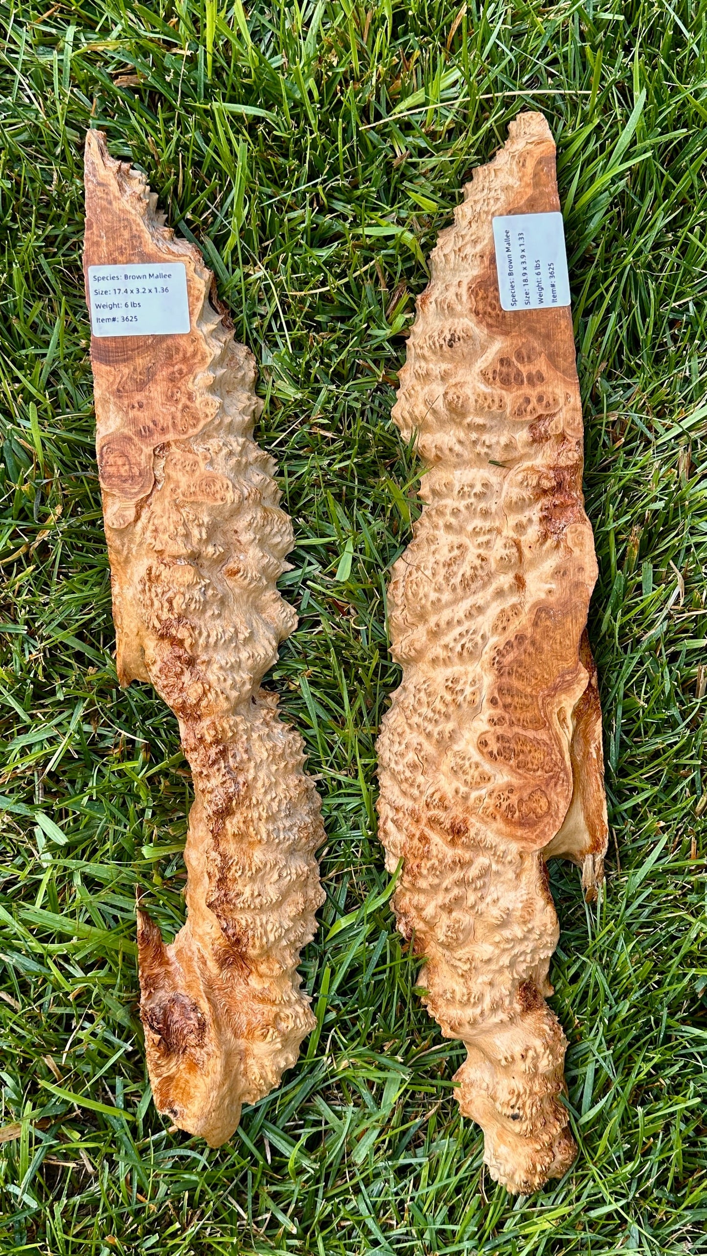Brown Mallee Burl Set #3625