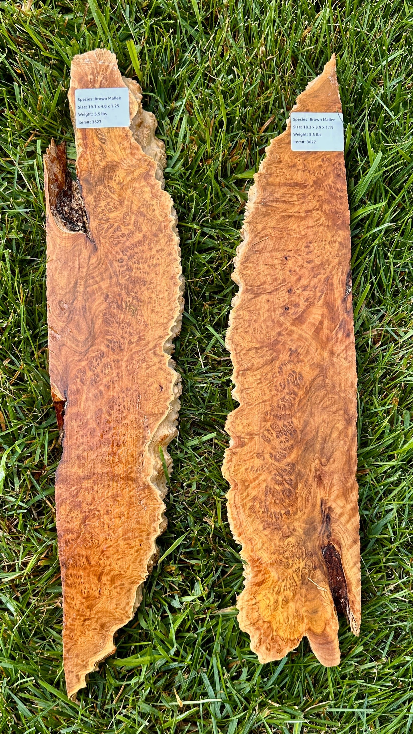 Brown Mallee Burl Set #3627