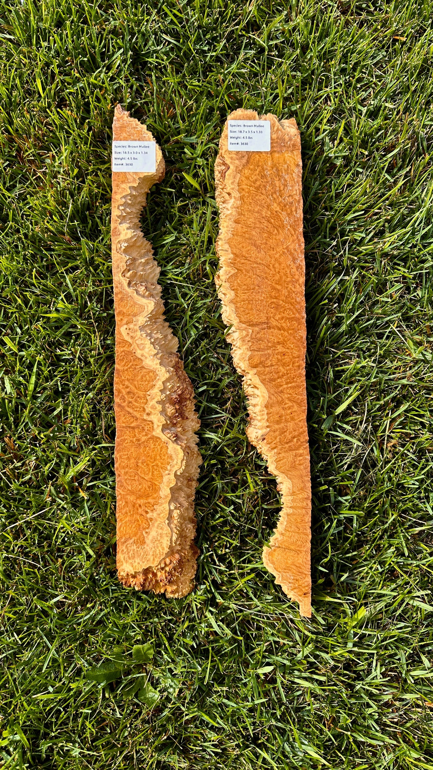 Brown Mallee Burl Set #3630