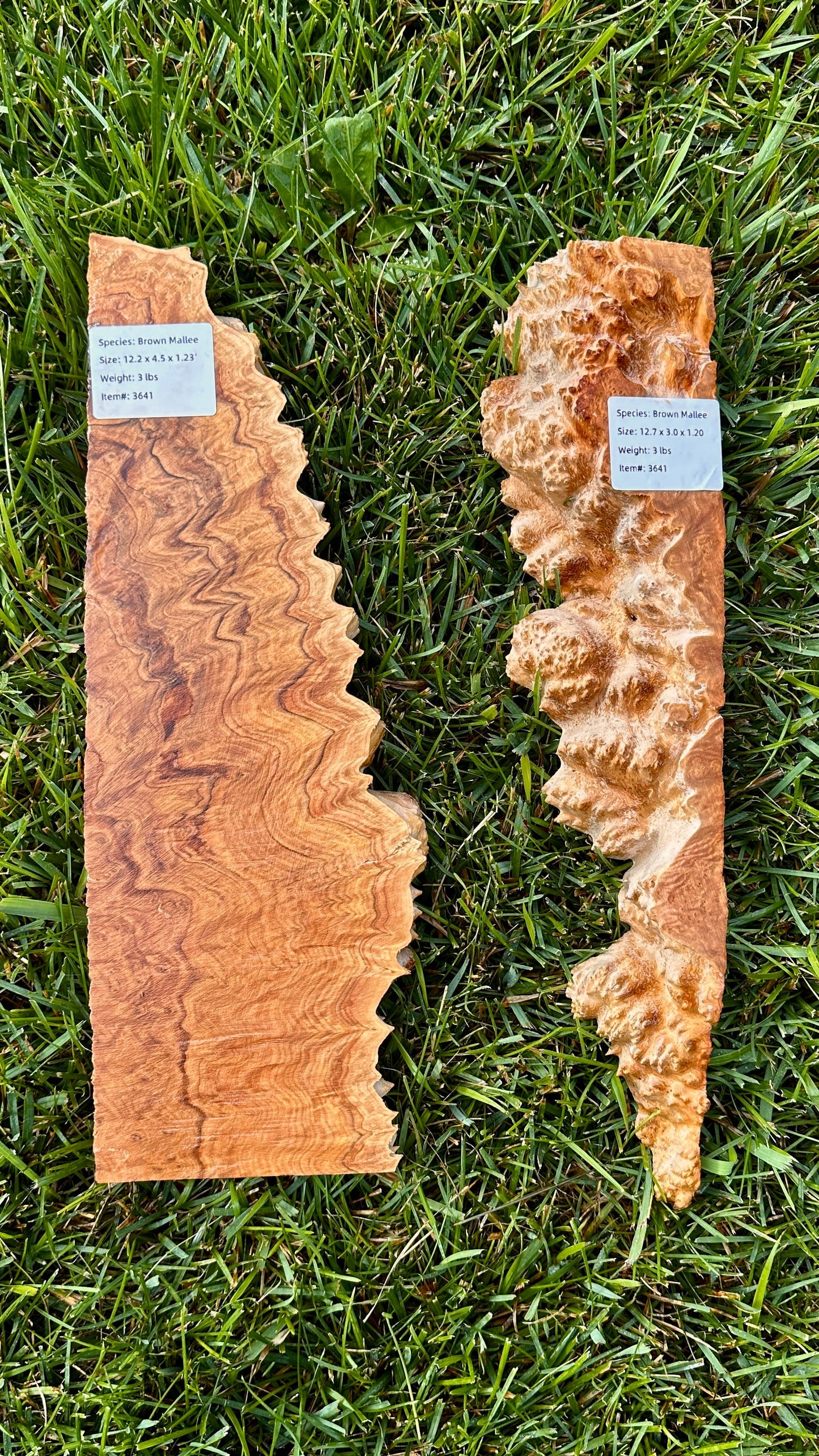 Brown Mallee Burl Set #3641