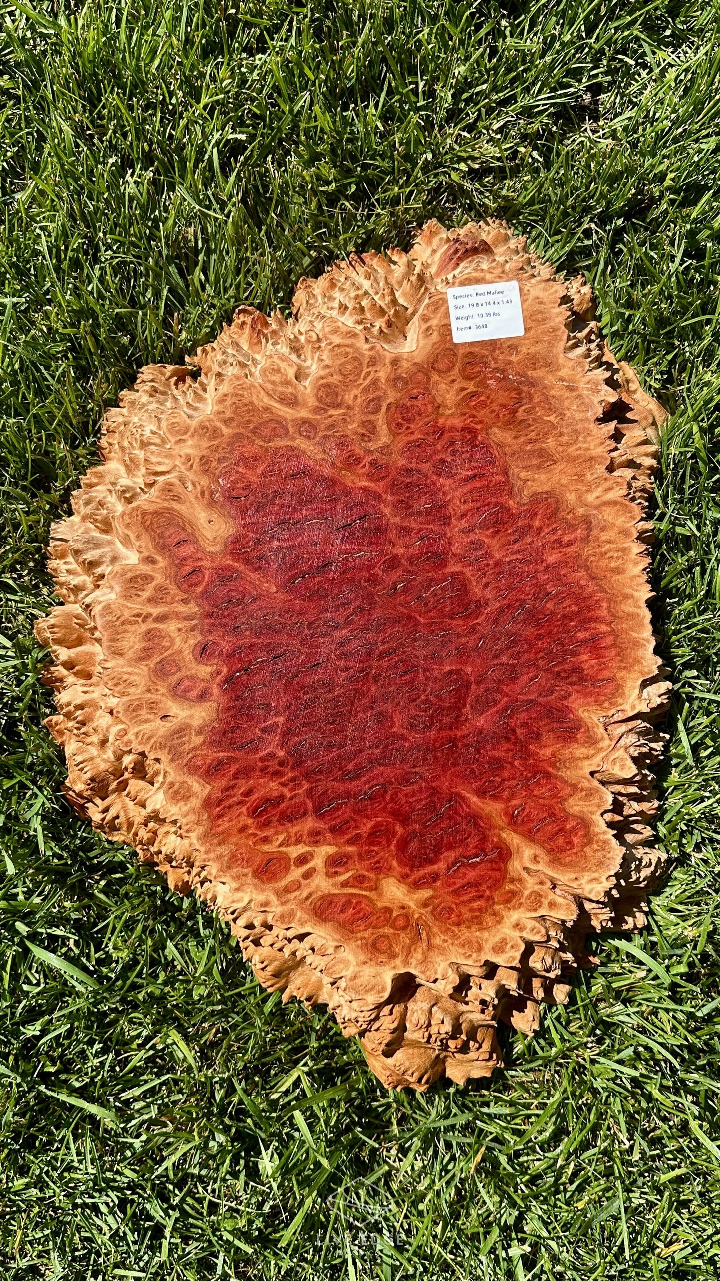 Red Mallee Burl Round #3648