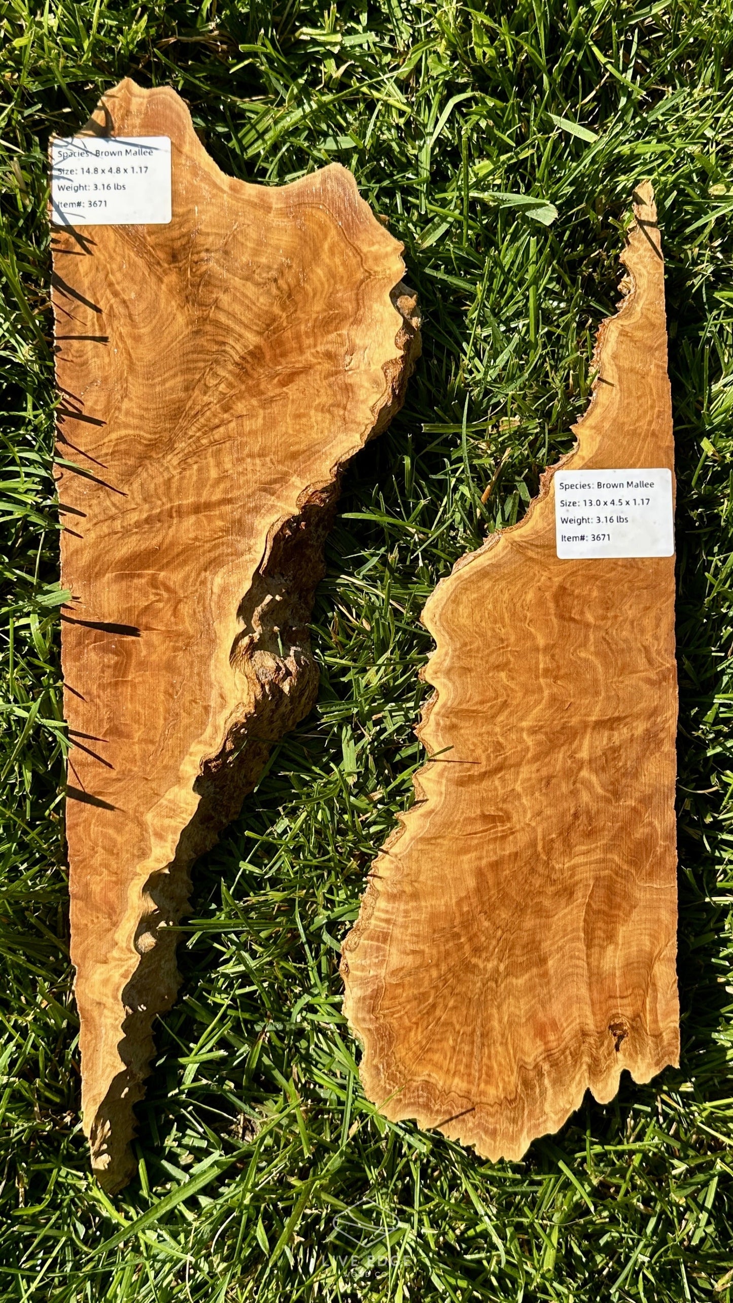 Brown Mallee Burl Set #3671