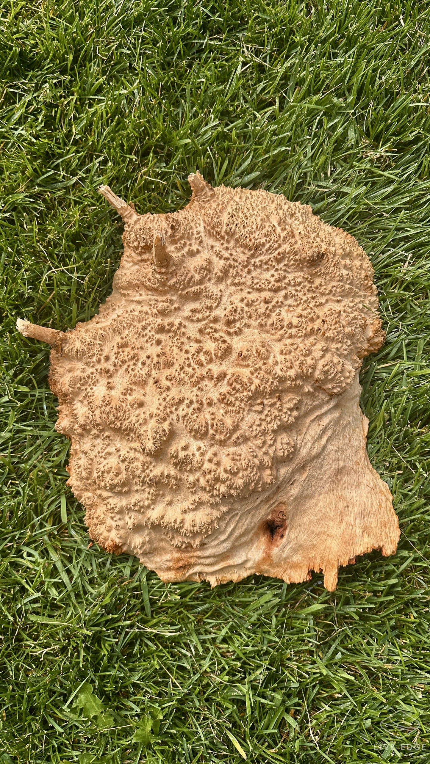 Red Mallee Burl Cap #3711