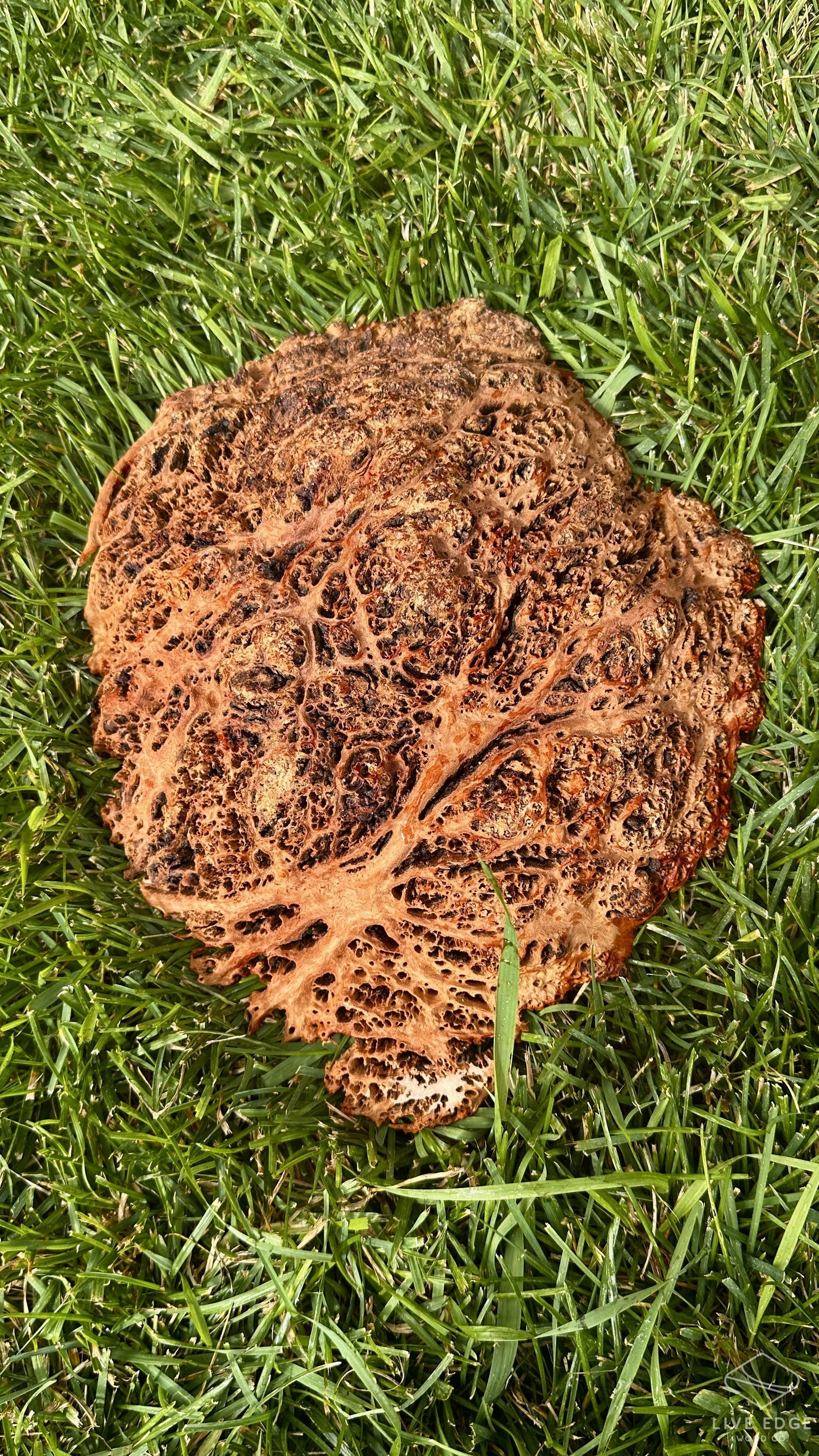 Red Mallee Burl Cap #3712