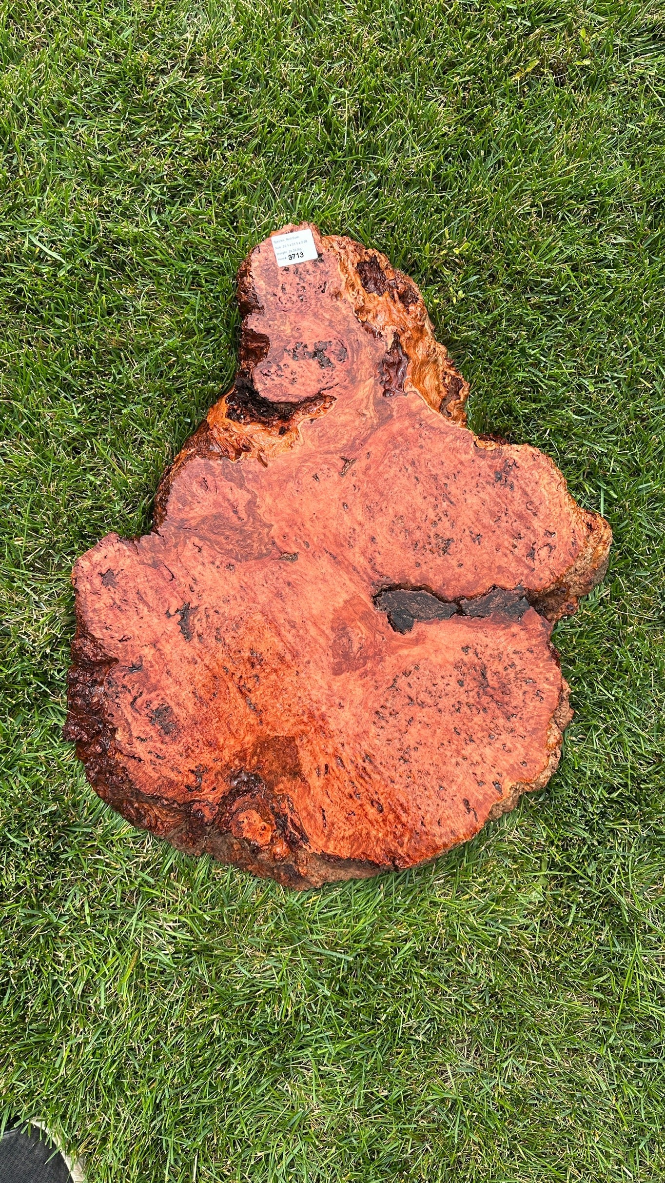 Red Gum Burl Round #3713