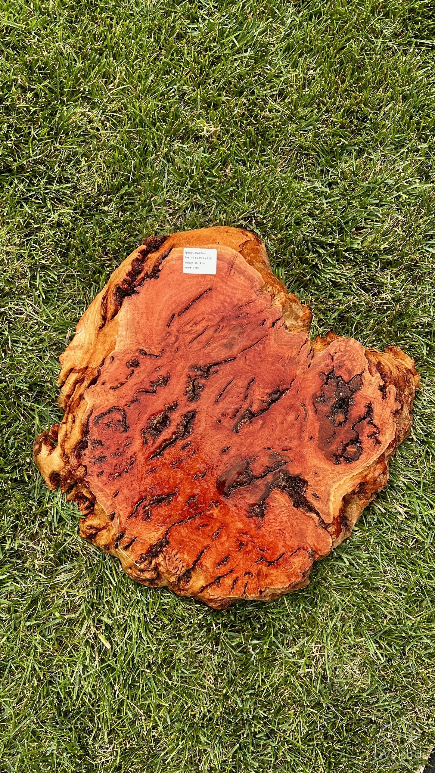 Red Gum Burl Round #3749