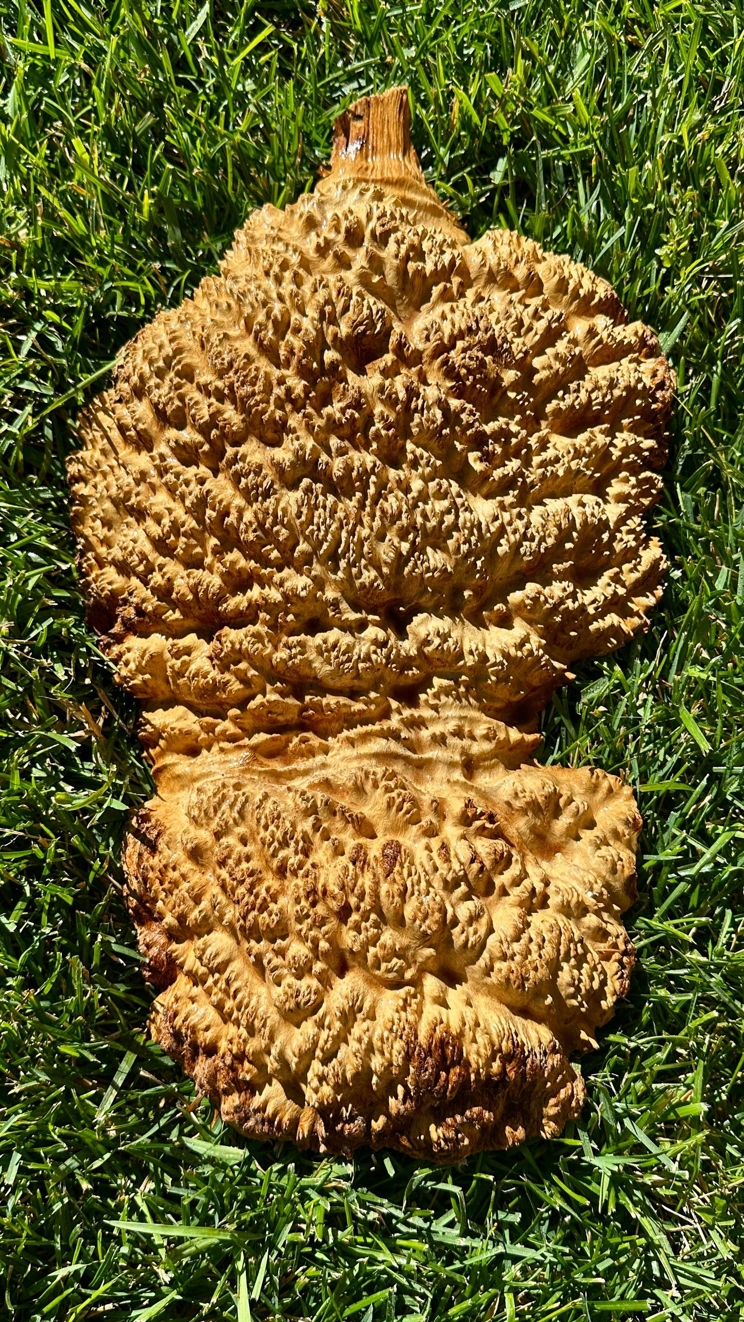 Brown Mallee Burl Cap #3760