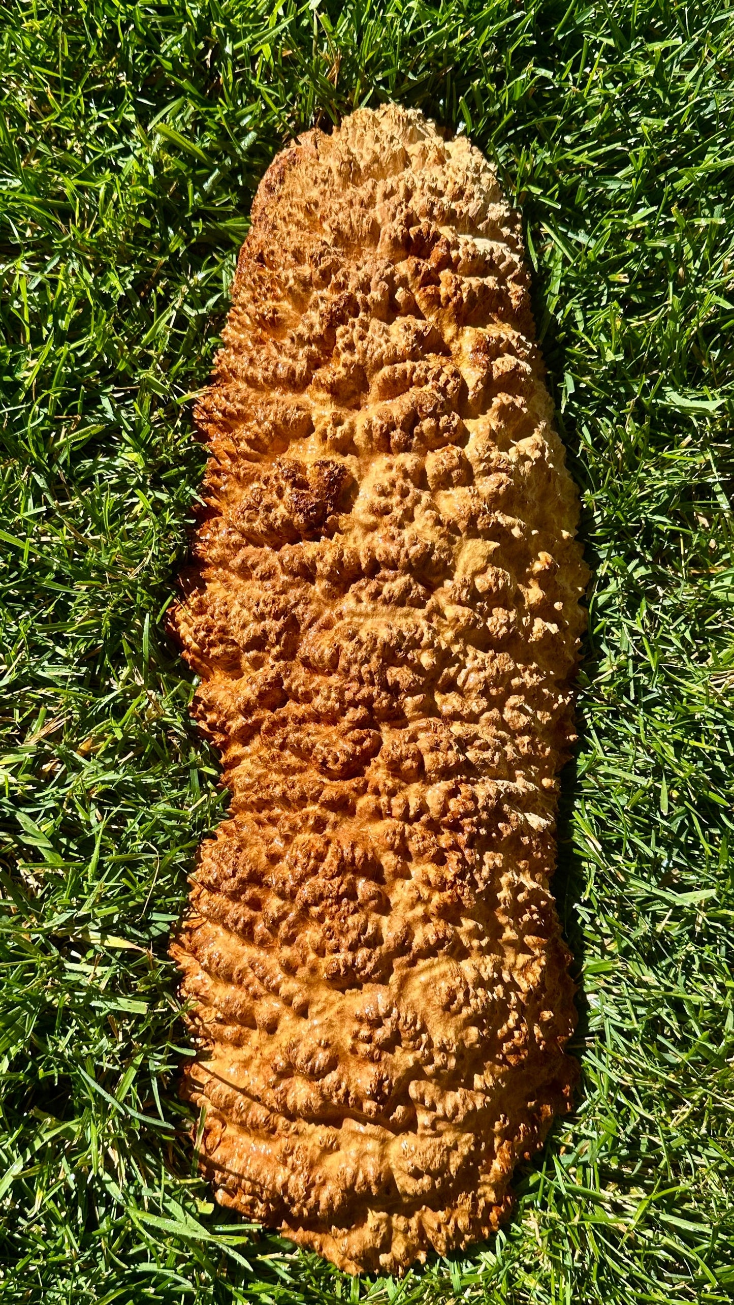 Brown Mallee Burl Cap #3761