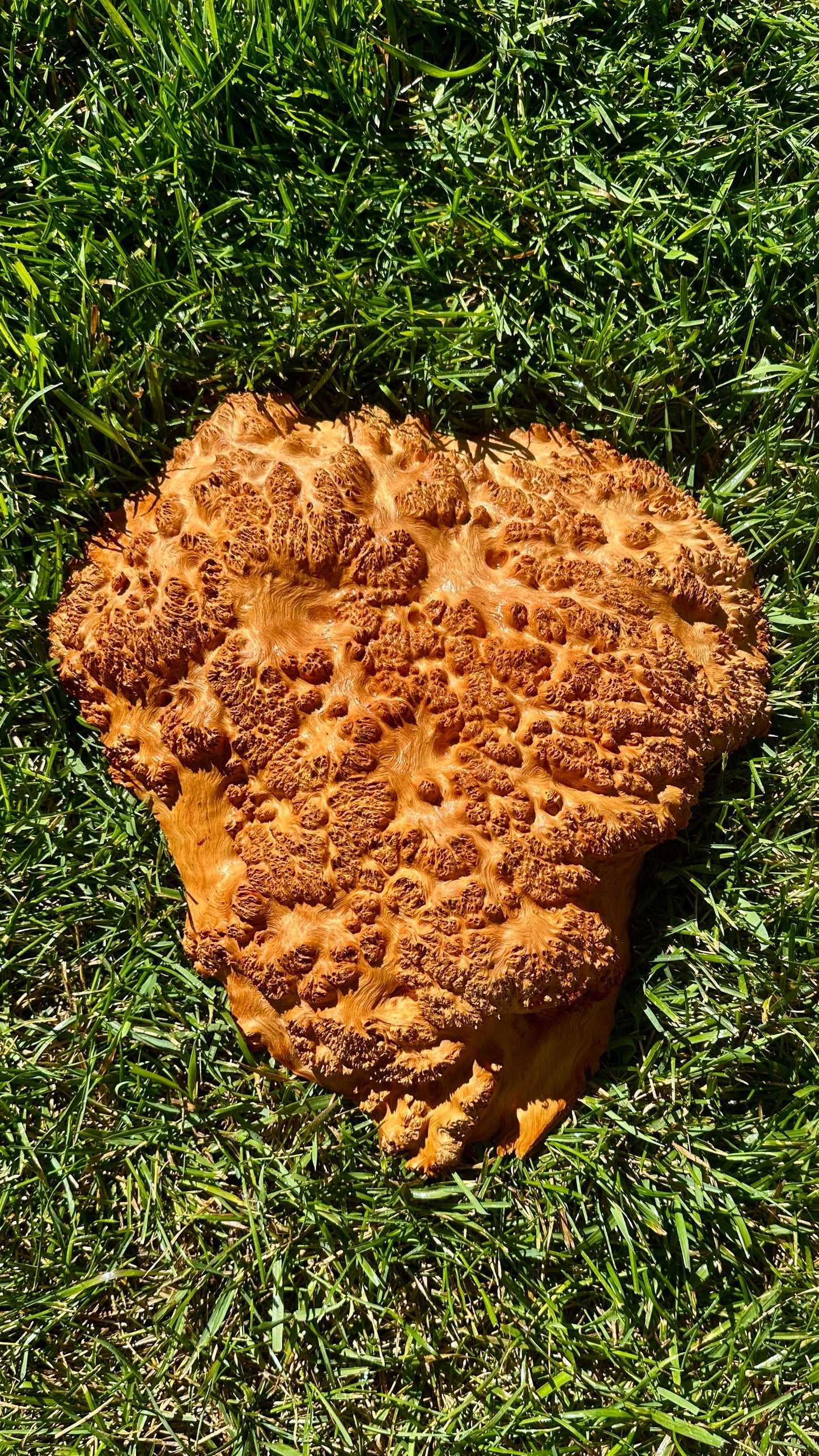 Red Mallee Burl Cap #3769