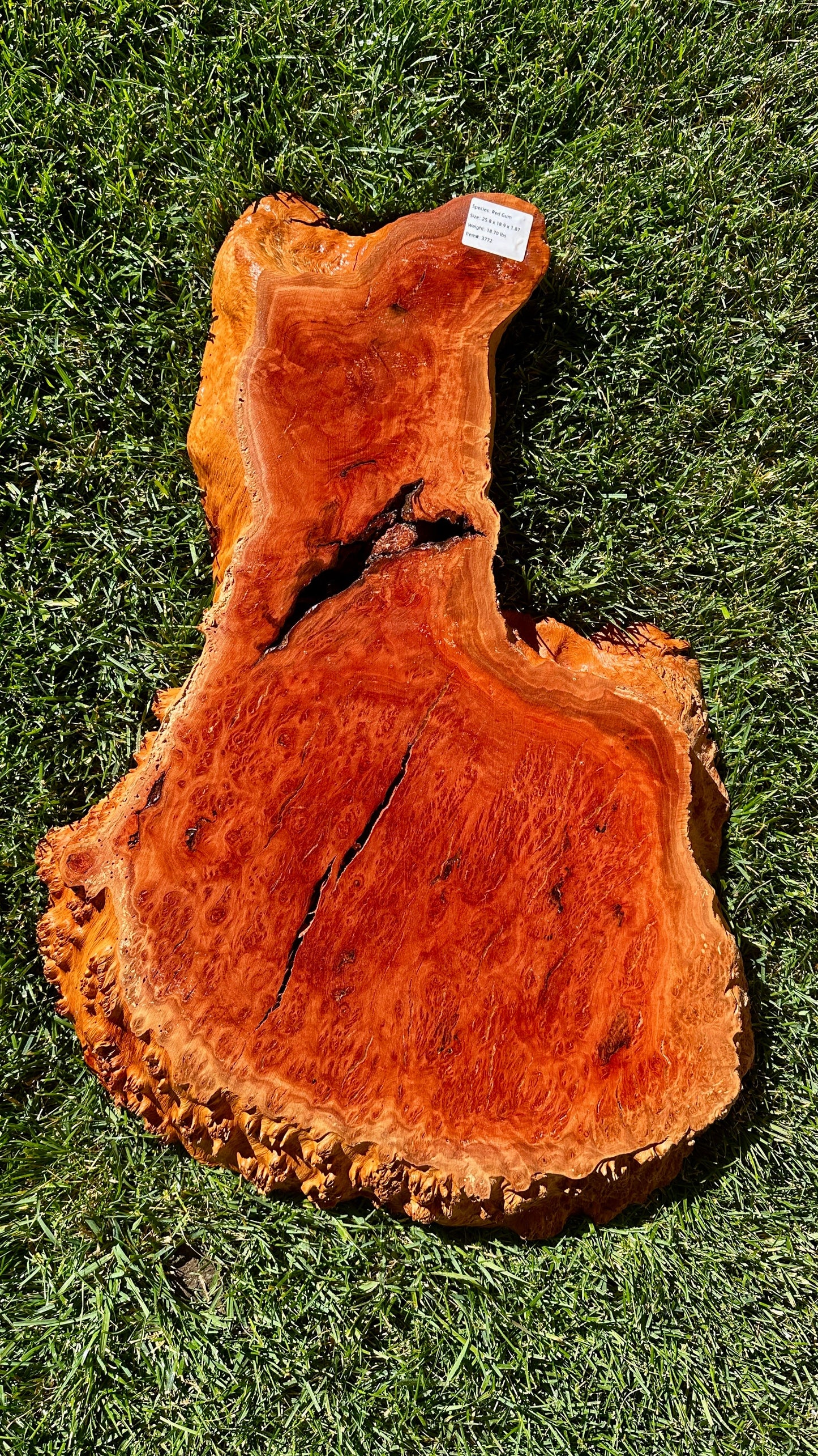 Red Gum Burl Round #3772