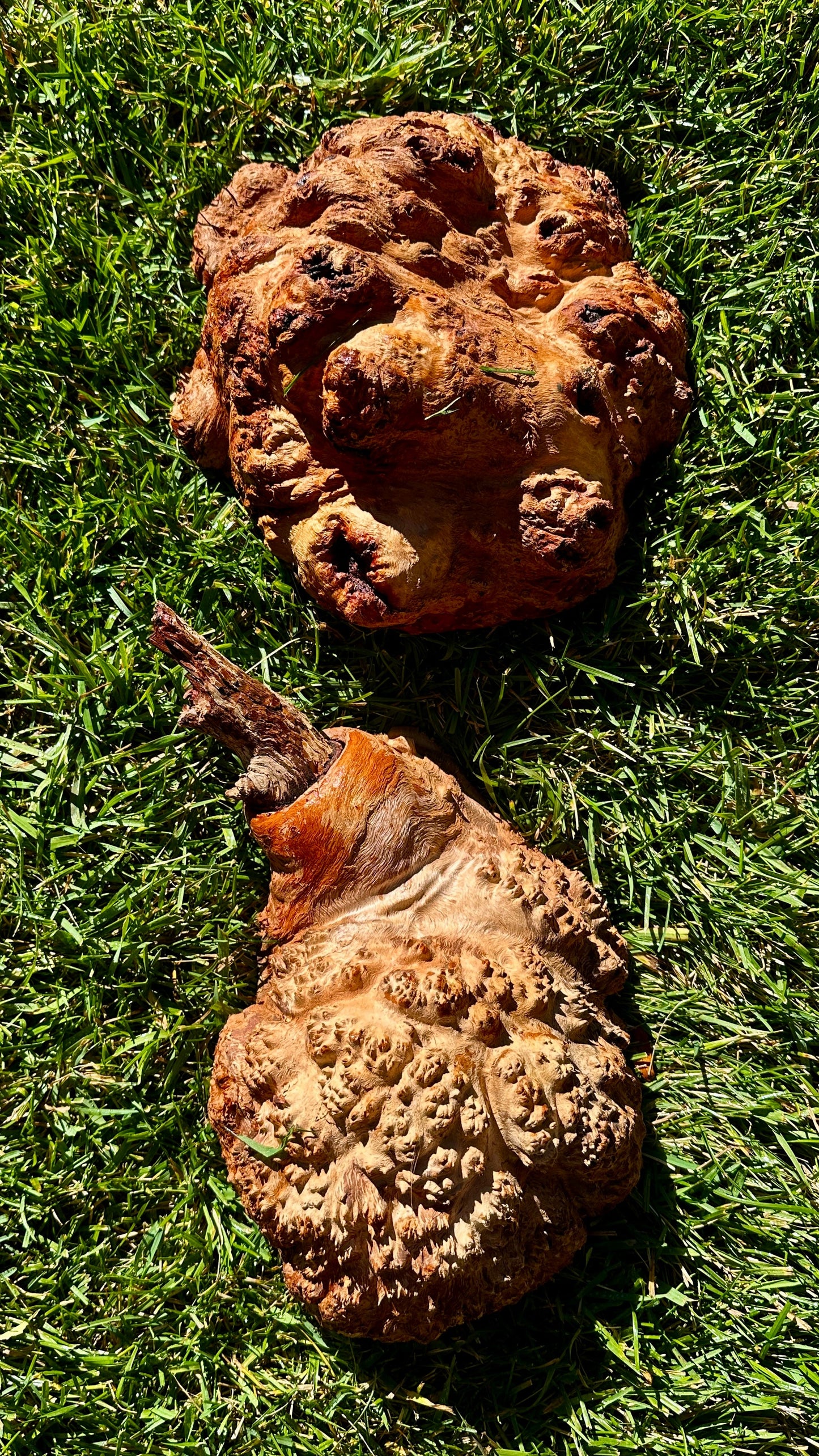 Red Mallee Burl Cap Set #3809