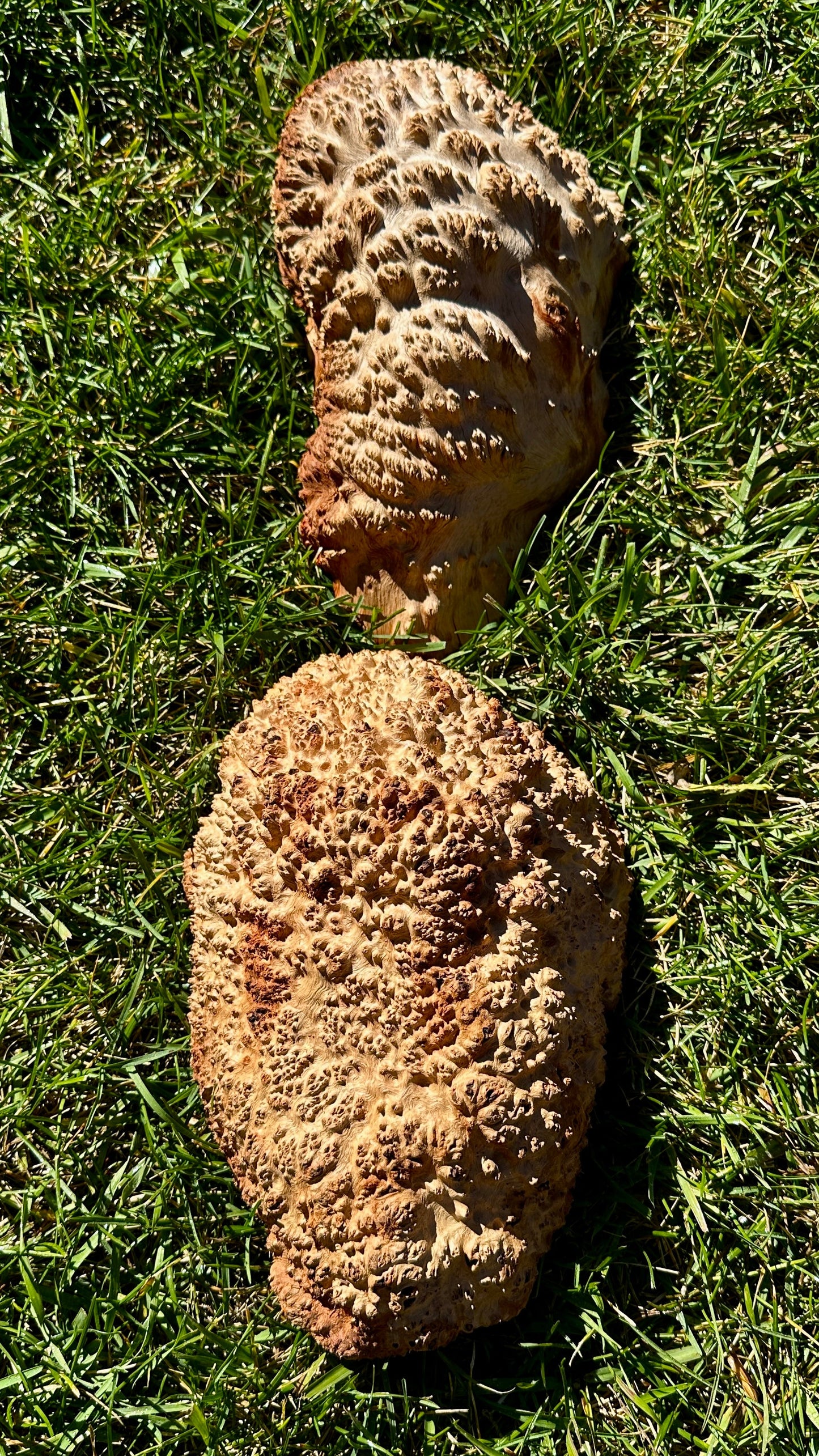 Red Mallee Burl Cap Set #3784