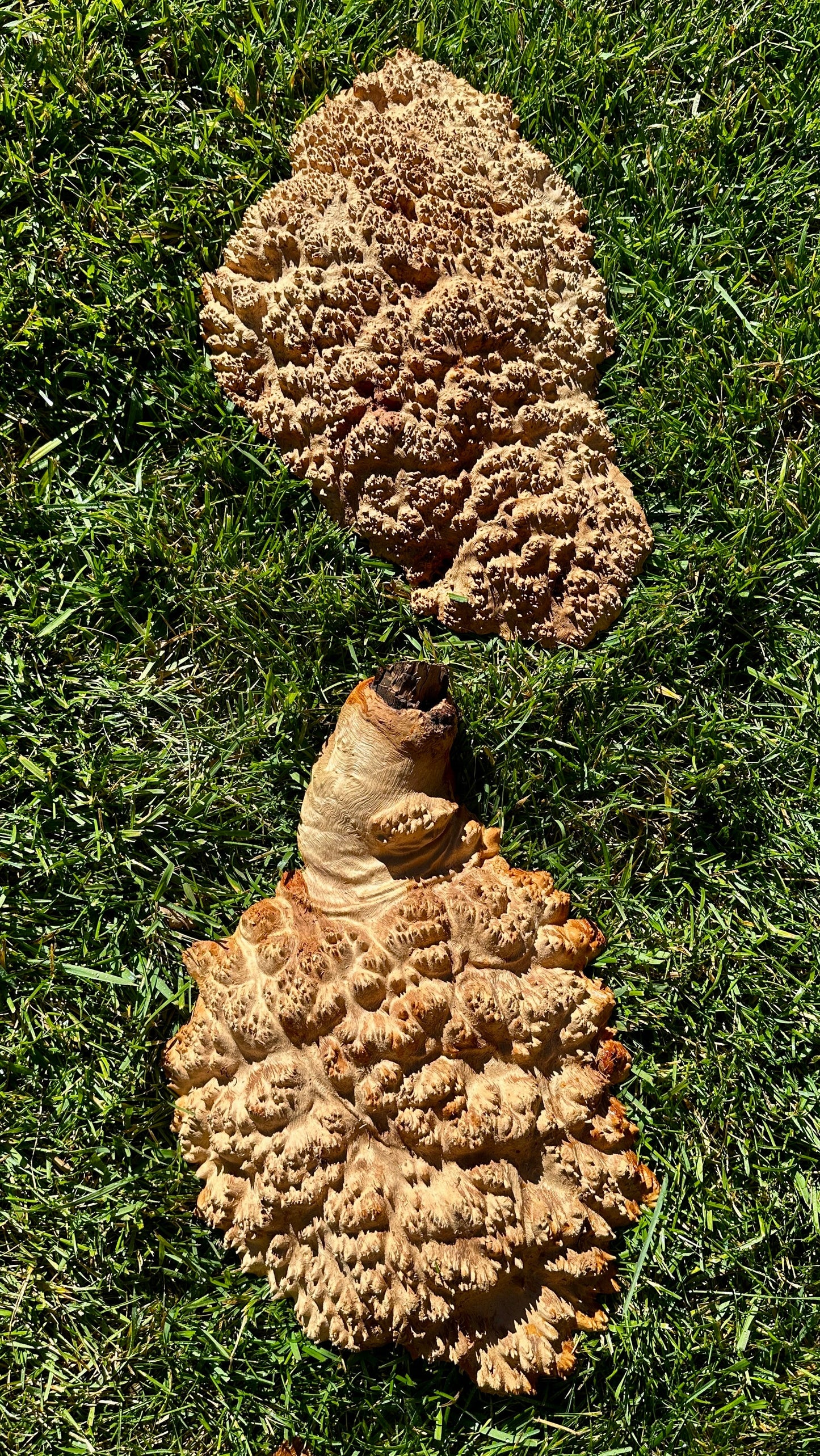 Red Mallee Burl Cap Set #3789