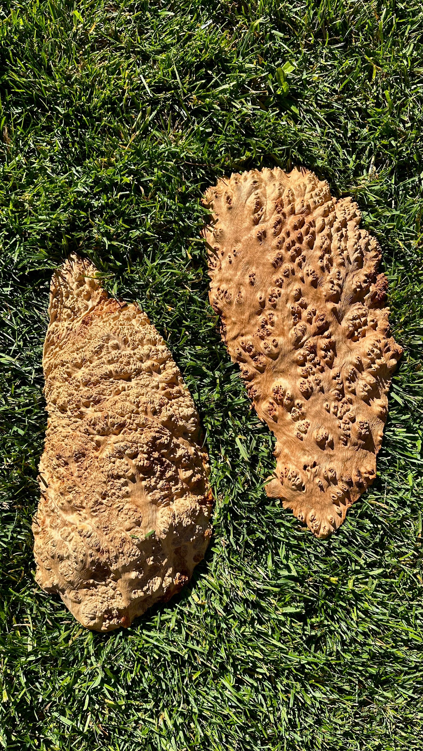 Red Mallee Burl Cap Set #3790