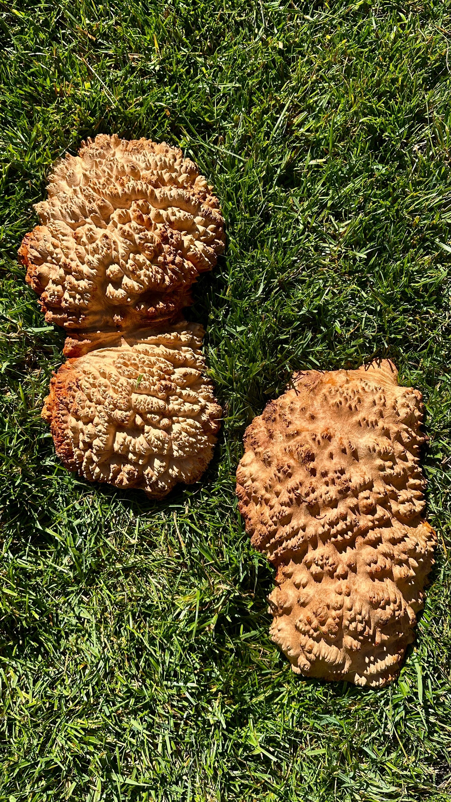 Red Mallee Burl Cap Set #3795