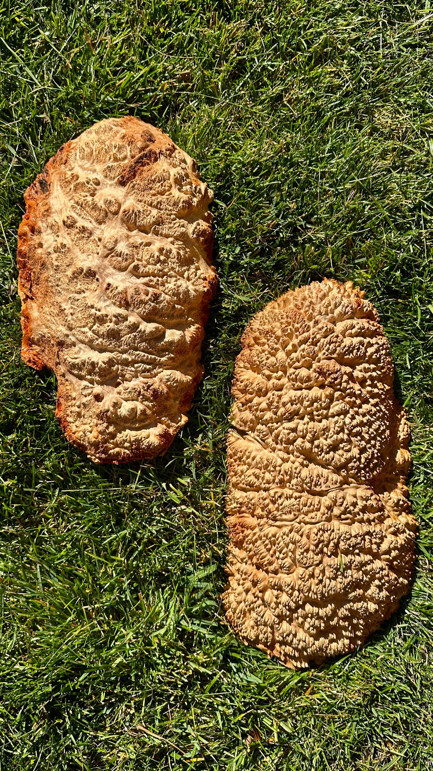 Red Mallee Burl Cap Set #3796