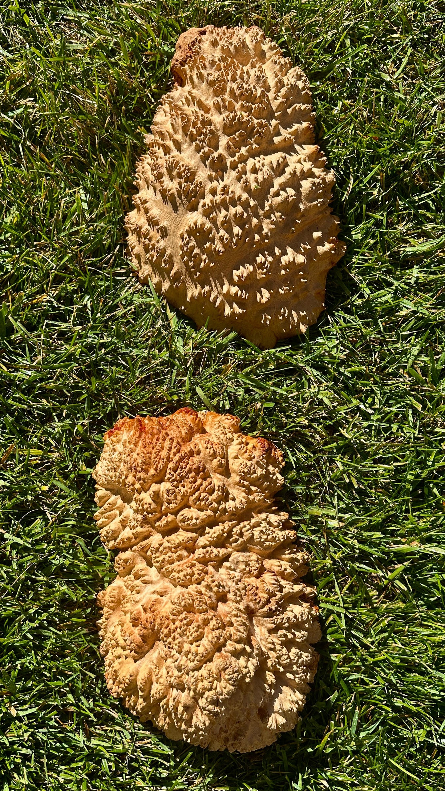 Red Mallee Burl Cap Set #3799