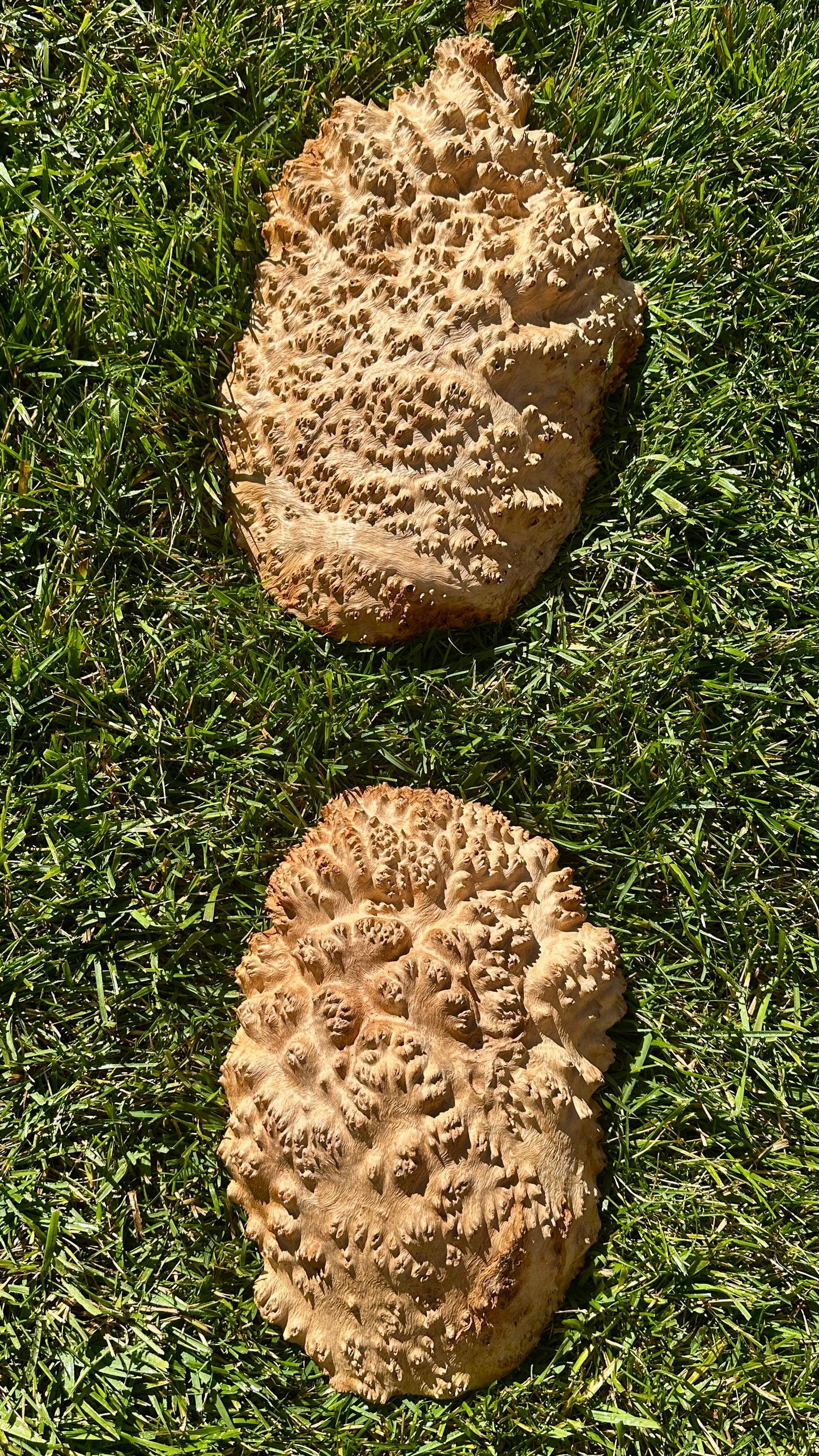 Red Mallee Burl Cap Set #3800