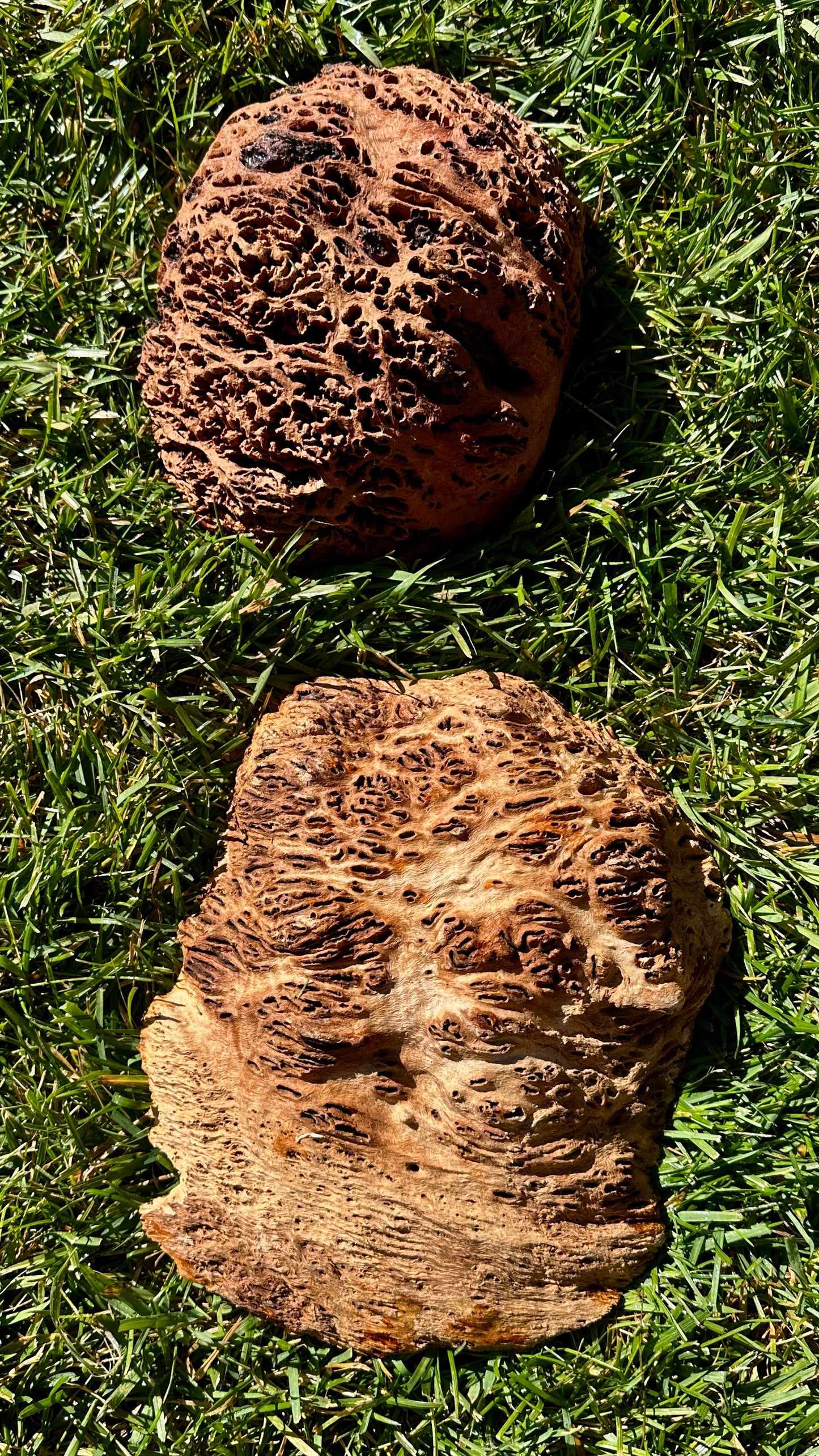 Red Mallee Burl Cap Set #3802