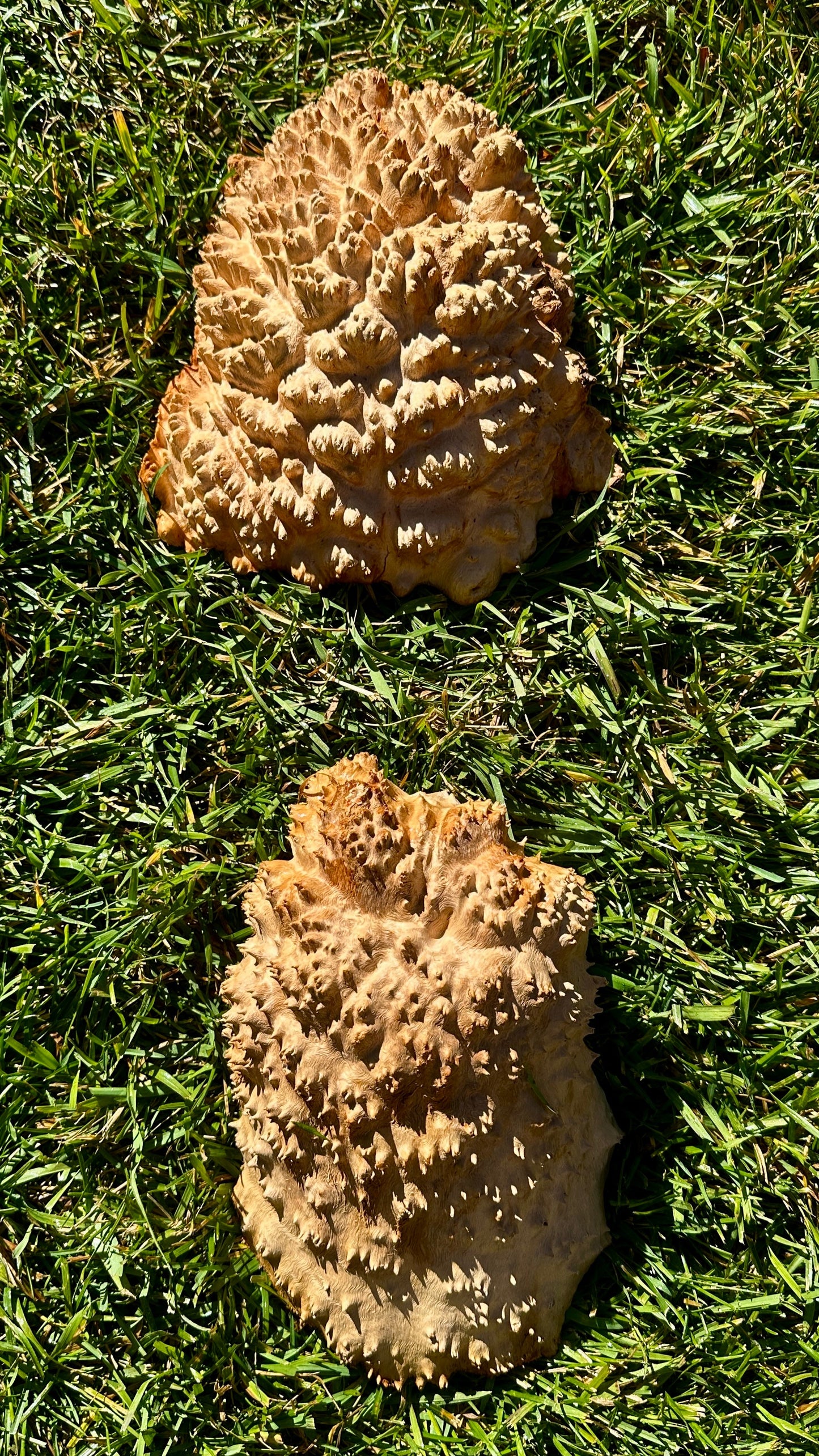 Red Mallee Burl Cap Set #3804