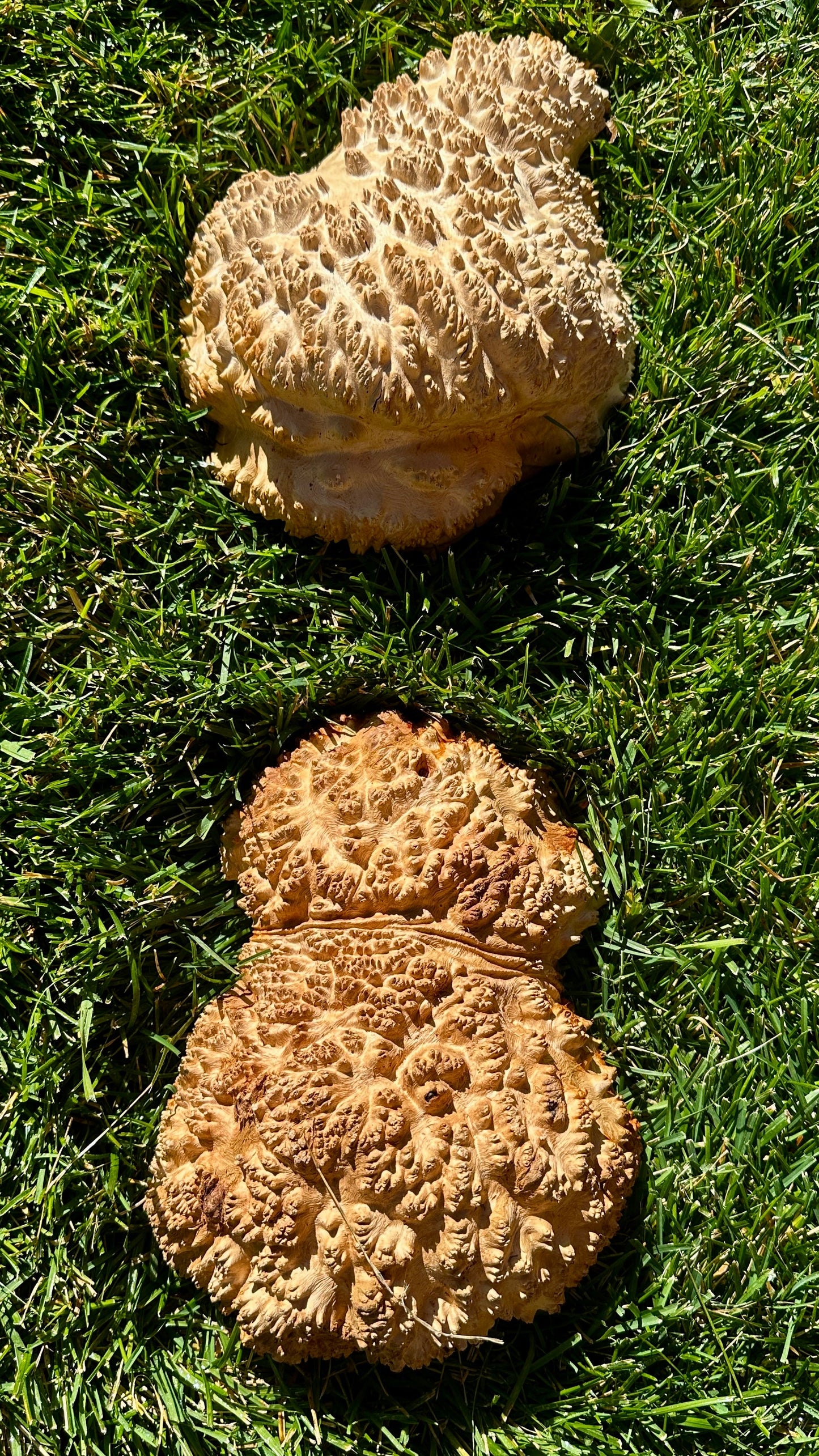 Red Mallee Burl Cap Set #3806