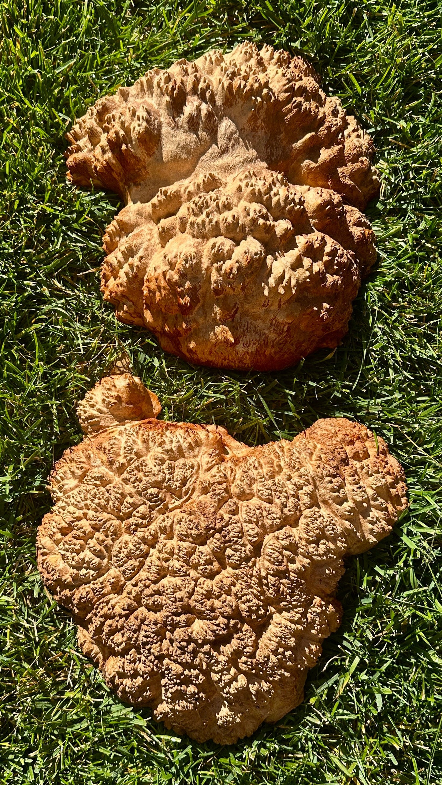 Red Mallee Burl Cap Set #3809