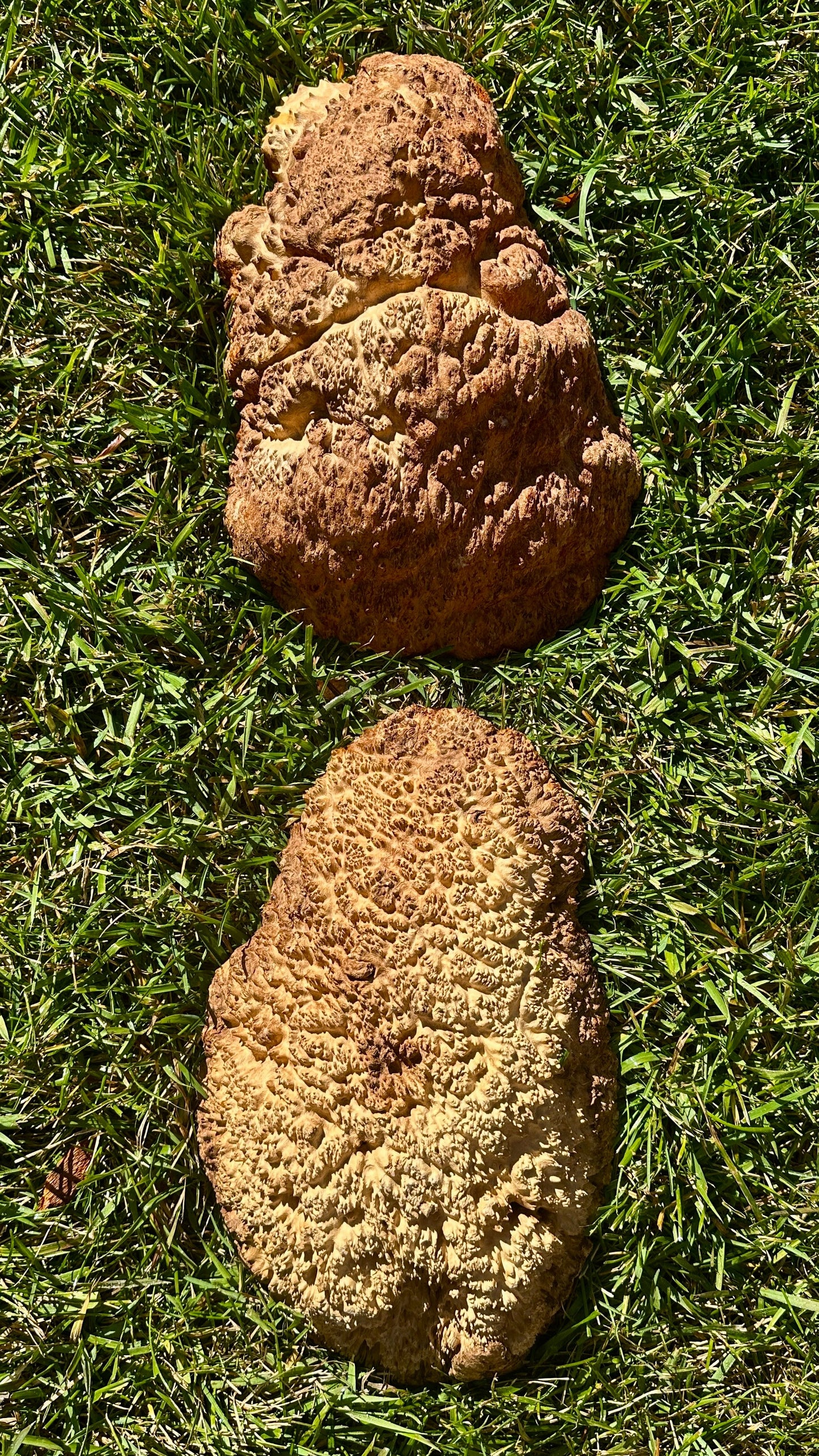 Brown Mallee Burl Cap Set #3810