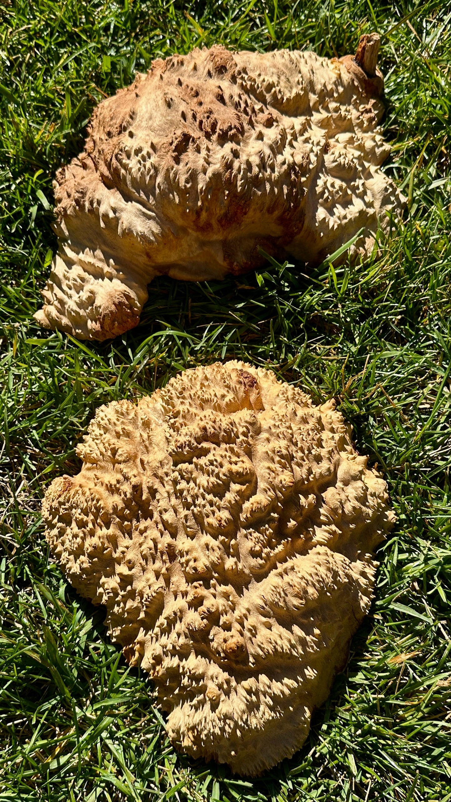 Brown Mallee Burl Cap Set #3814