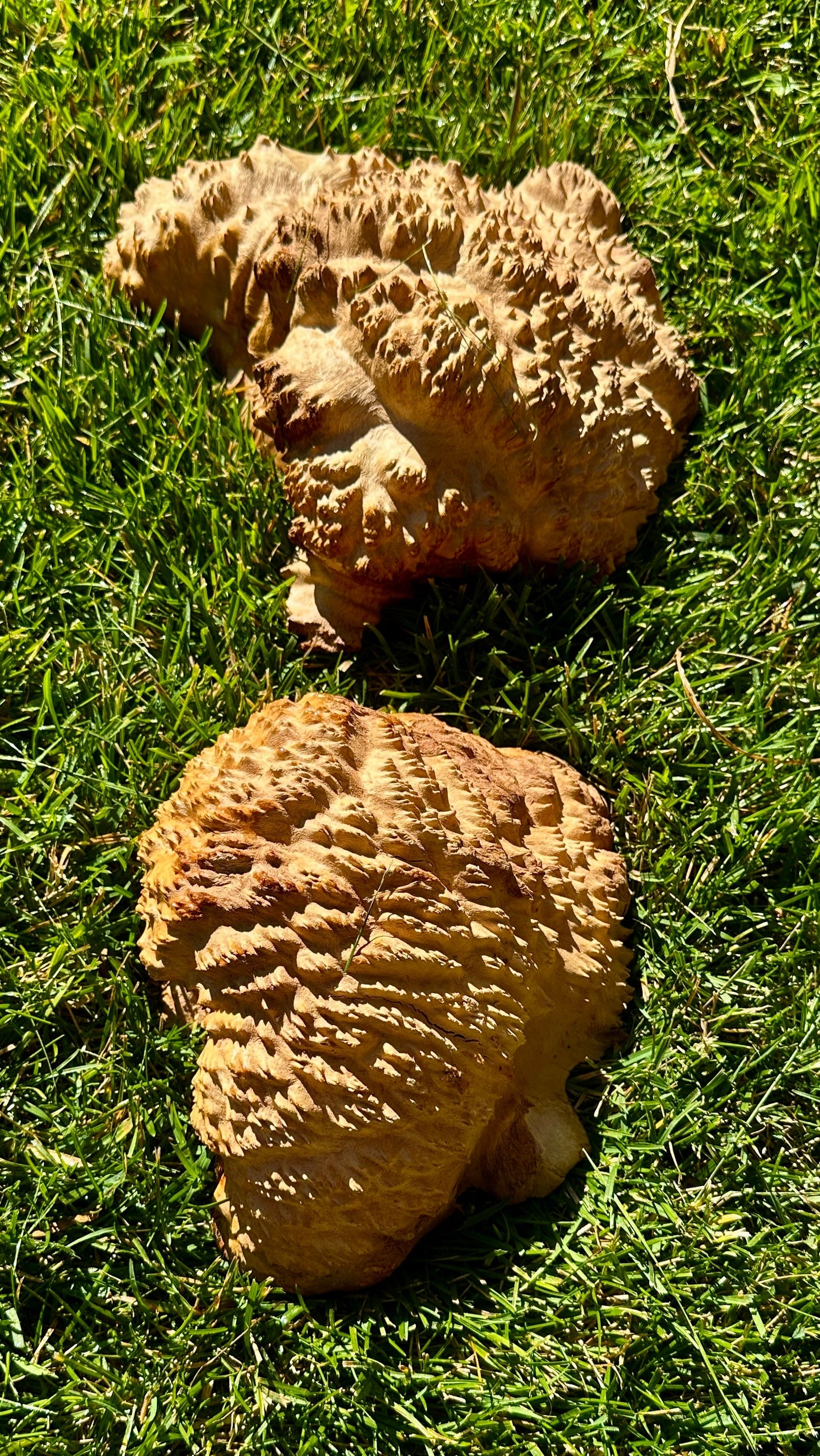 Brown Mallee Burl Cap Set #3815
