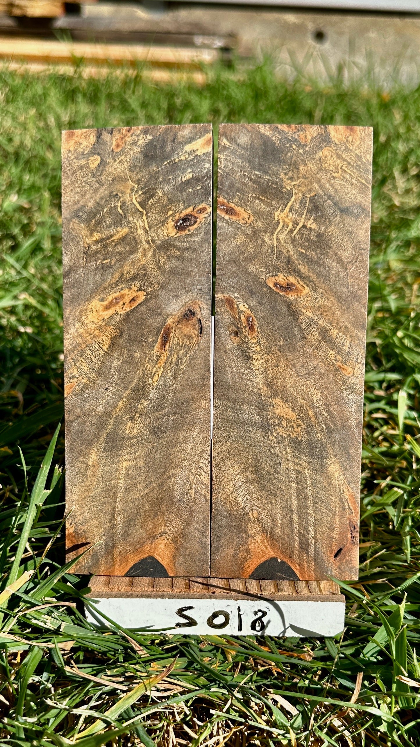 buckeye-scales-s018