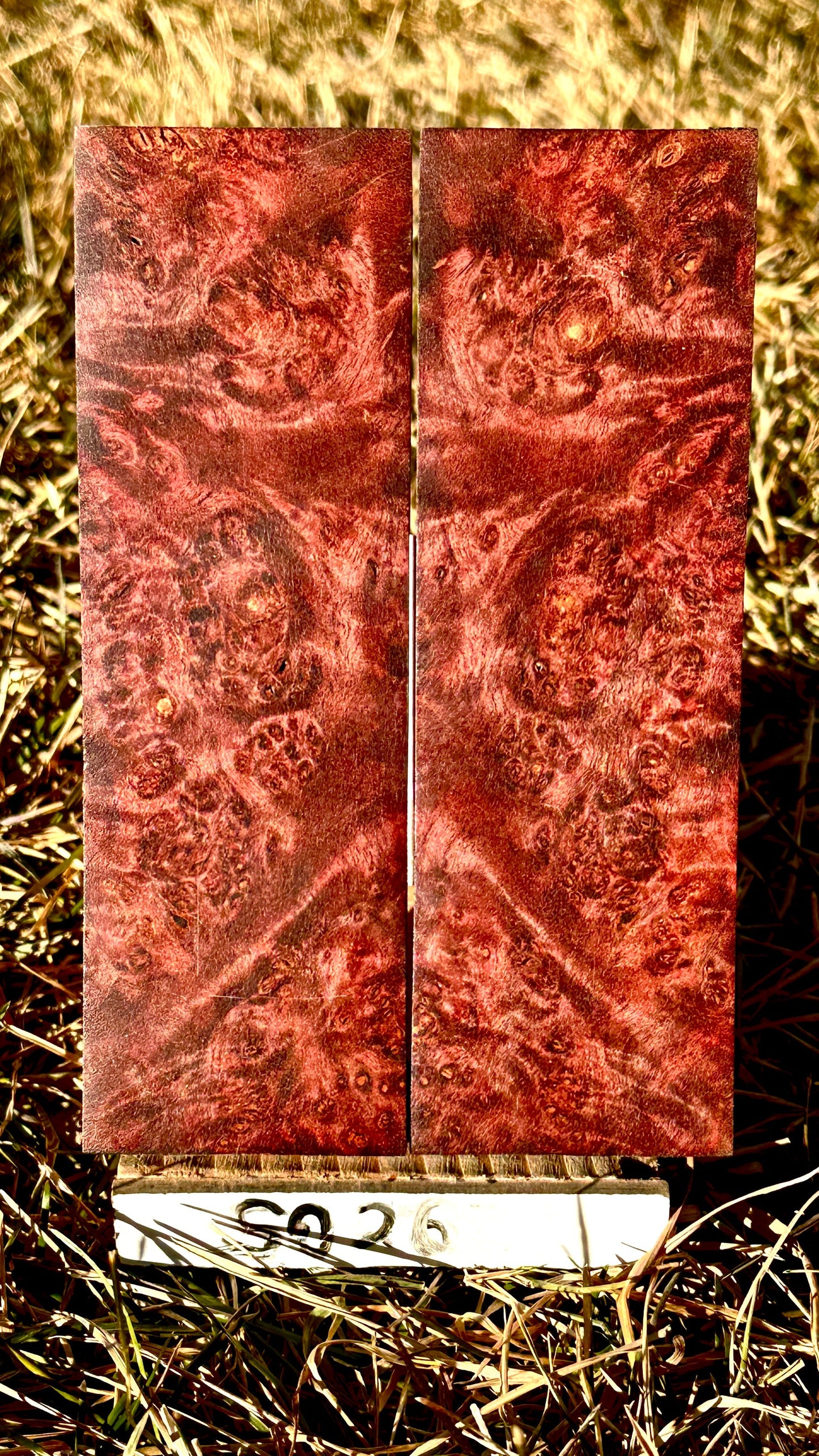buckeye-scales-s026