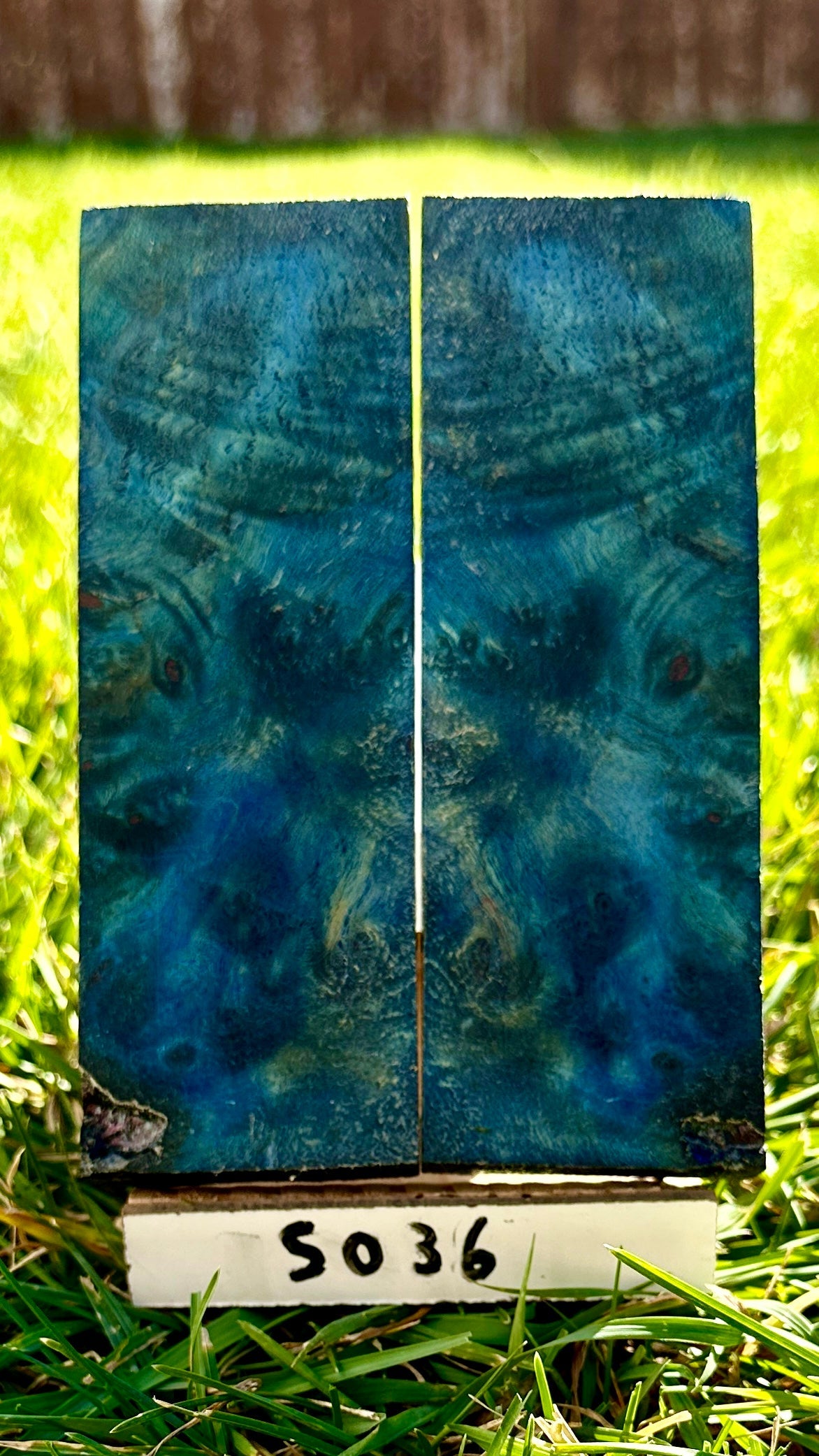 buckeye-scales-s036