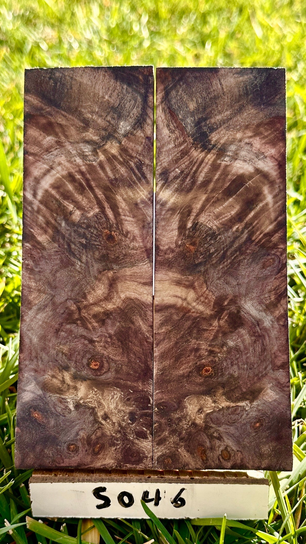 buckeye-scales-s046