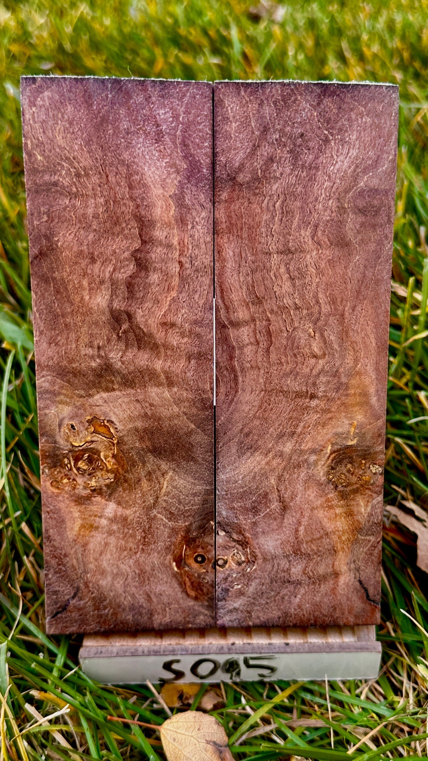 buckeye-scales-s095