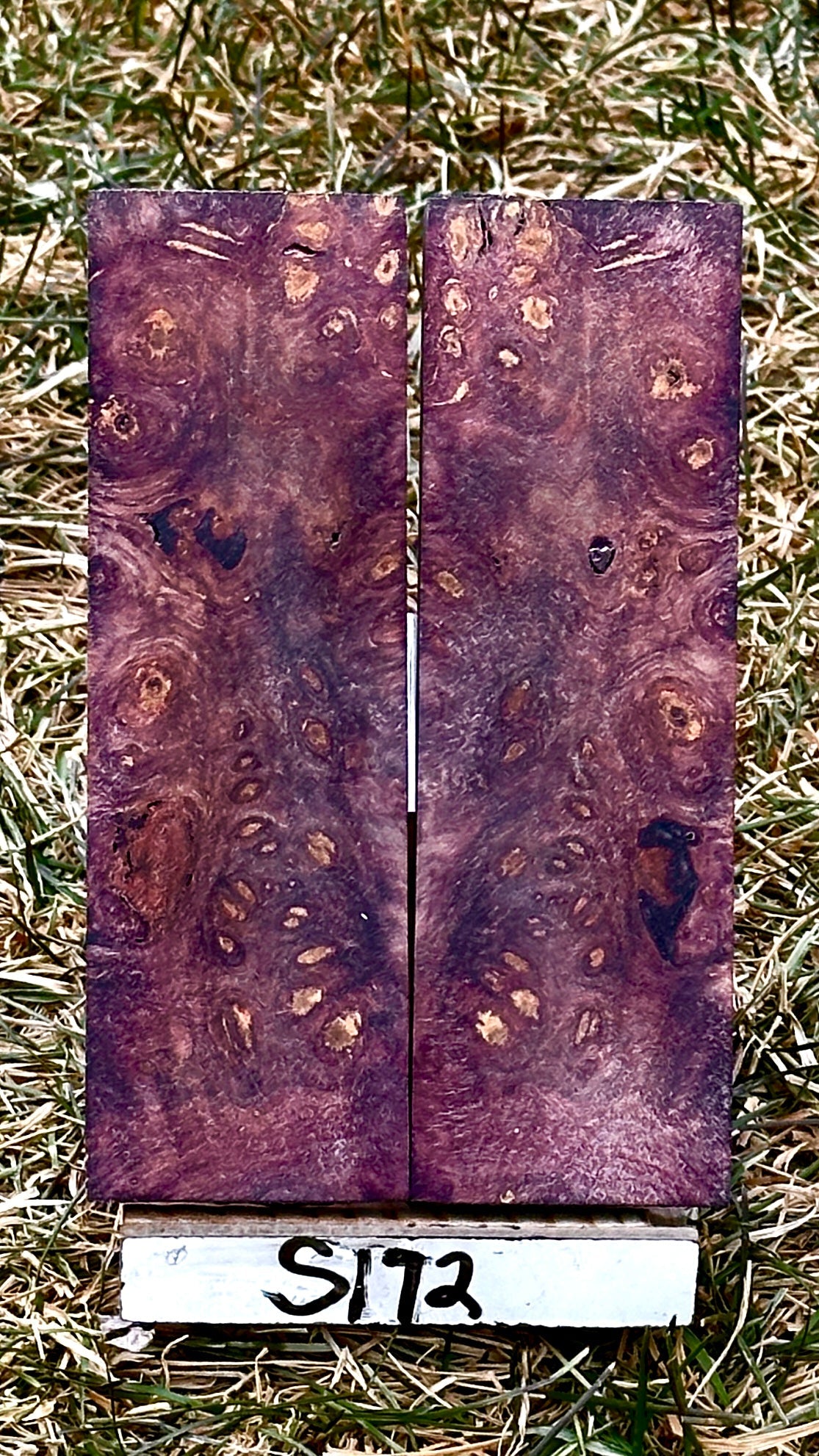 buckeye-scales-s172