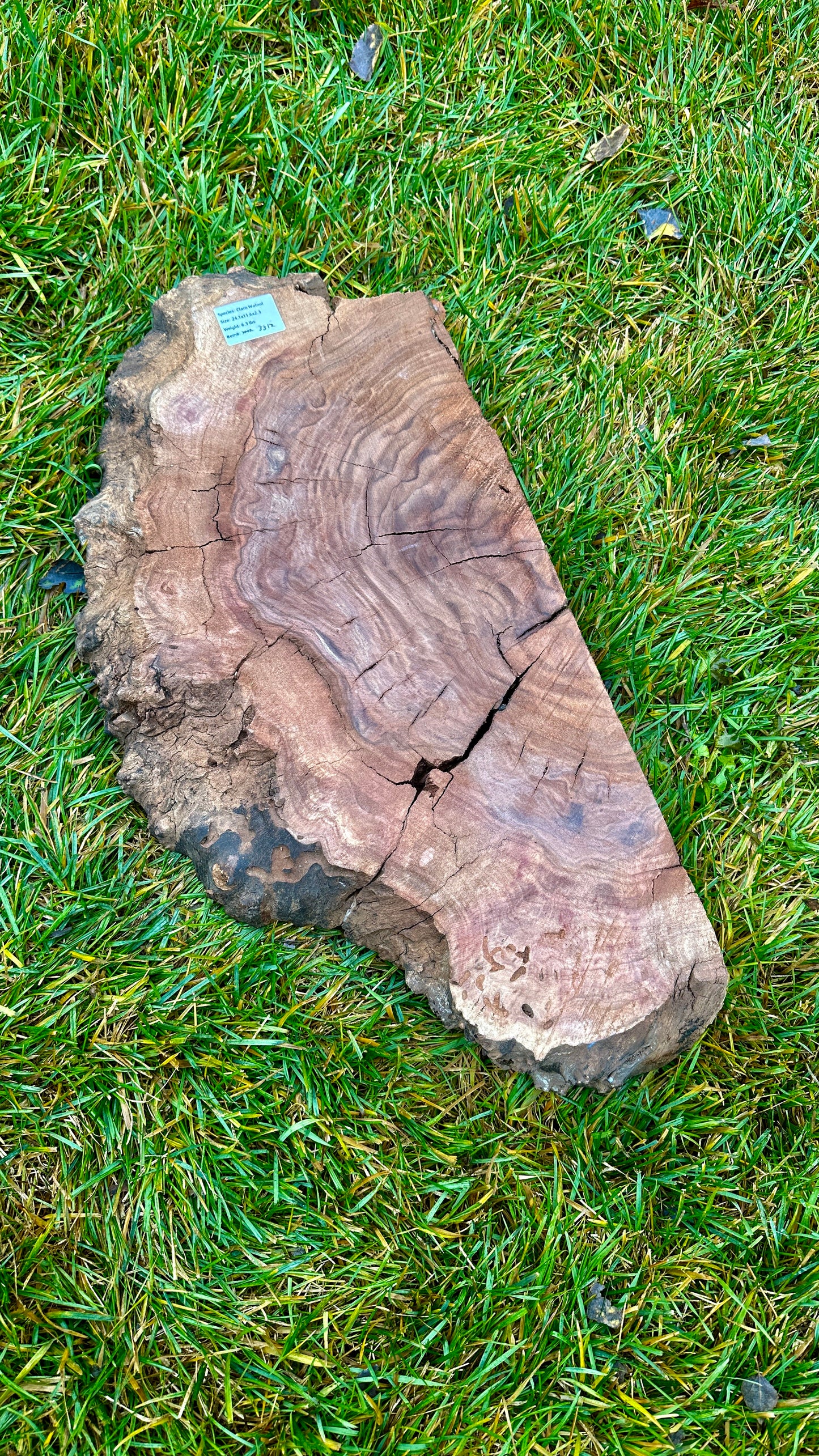 Claro Walnut Burl Half #3312