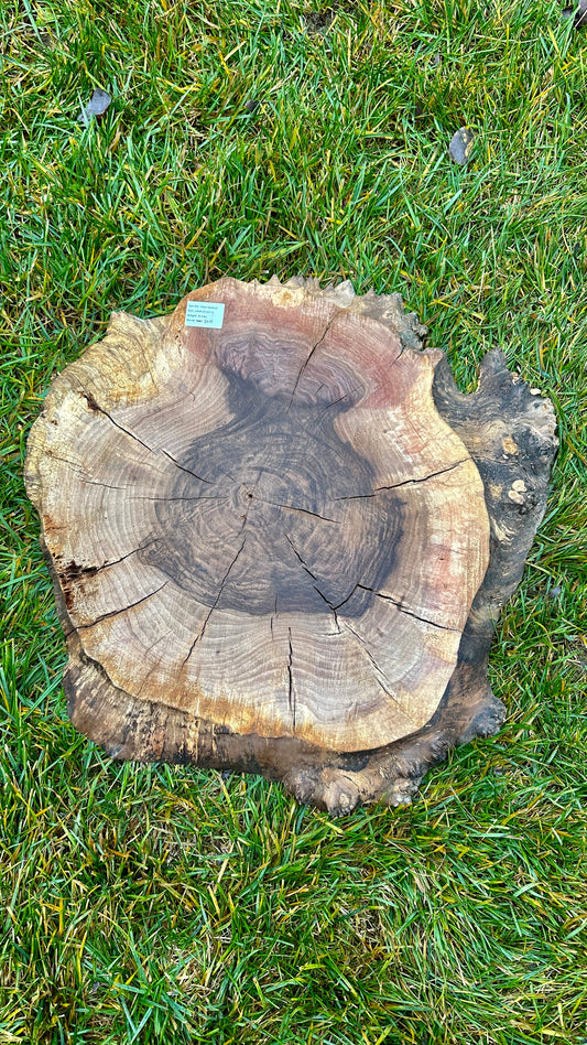 Claro Walnut Burl Round #3315