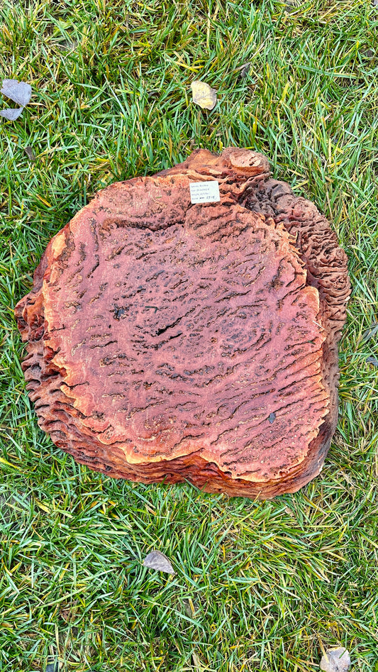 Red Box Burl Small Round #3318