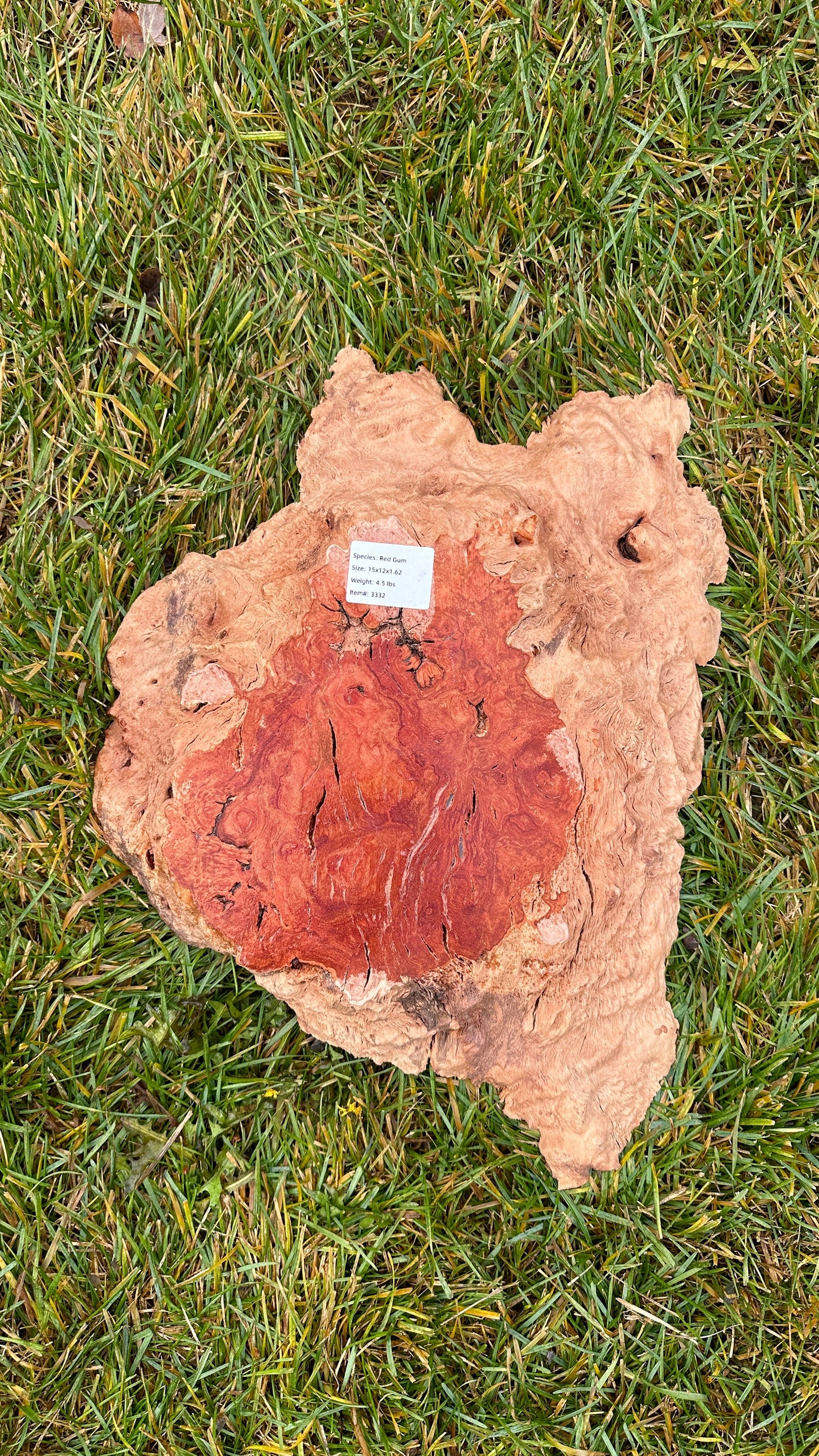 Red Gum Burl Small Round #3332