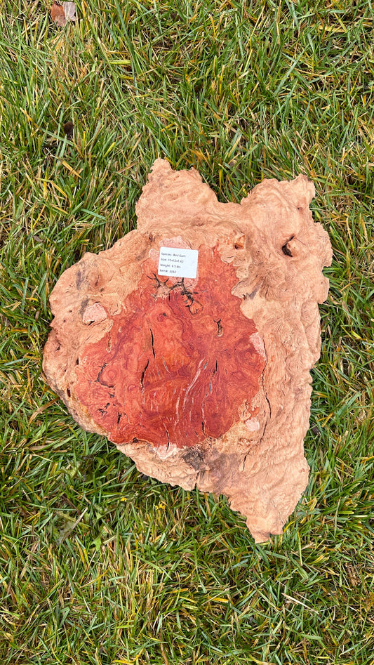 Red Gum Burl Small Round #3332